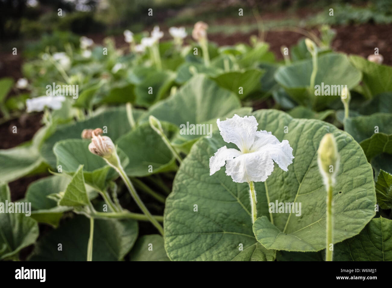 Closeup of a white flower. Zucchini plants blooming Stock Photo Alamy