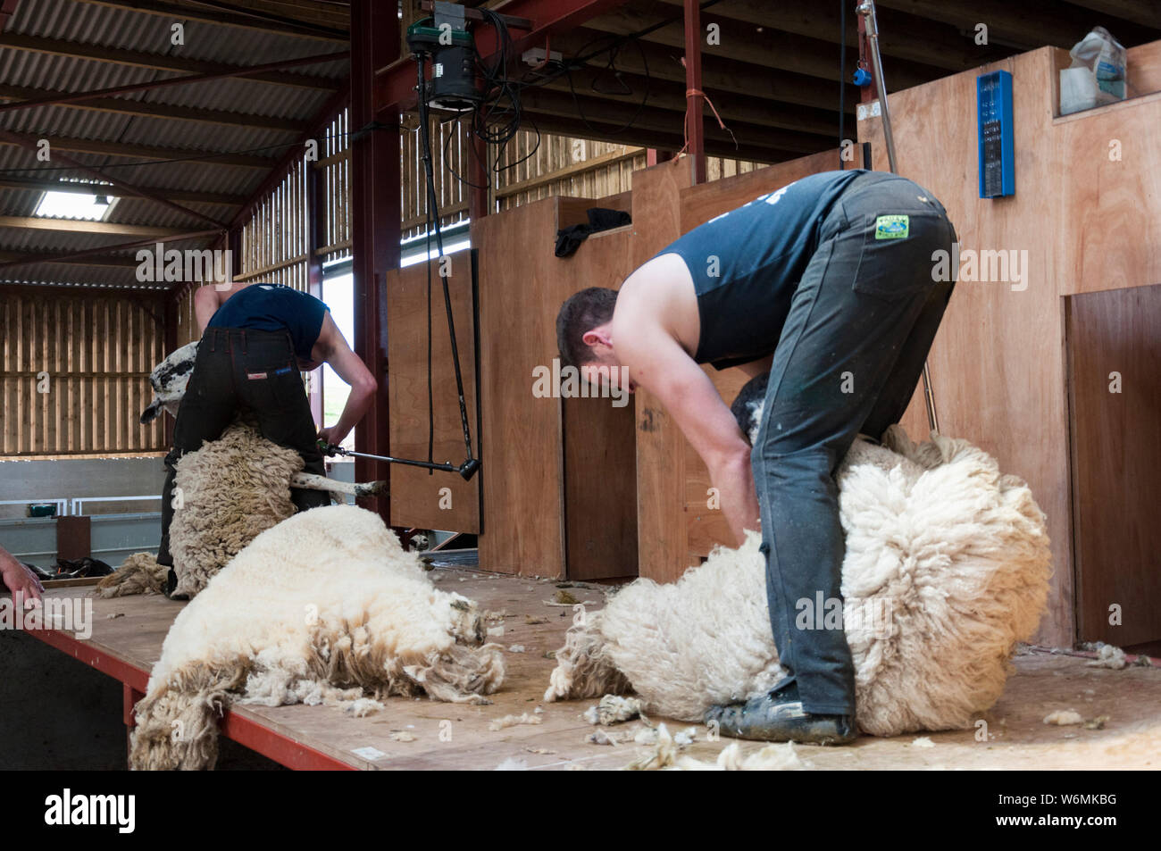 Female Sheep Shearers High Resolution Stock Photography and Images Alamy