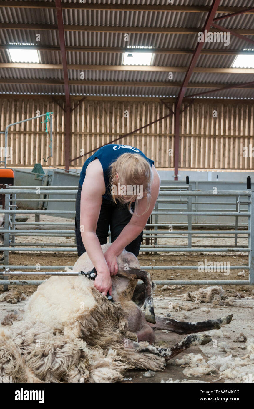 Female sheep shearers hires stock photography and images Alamy