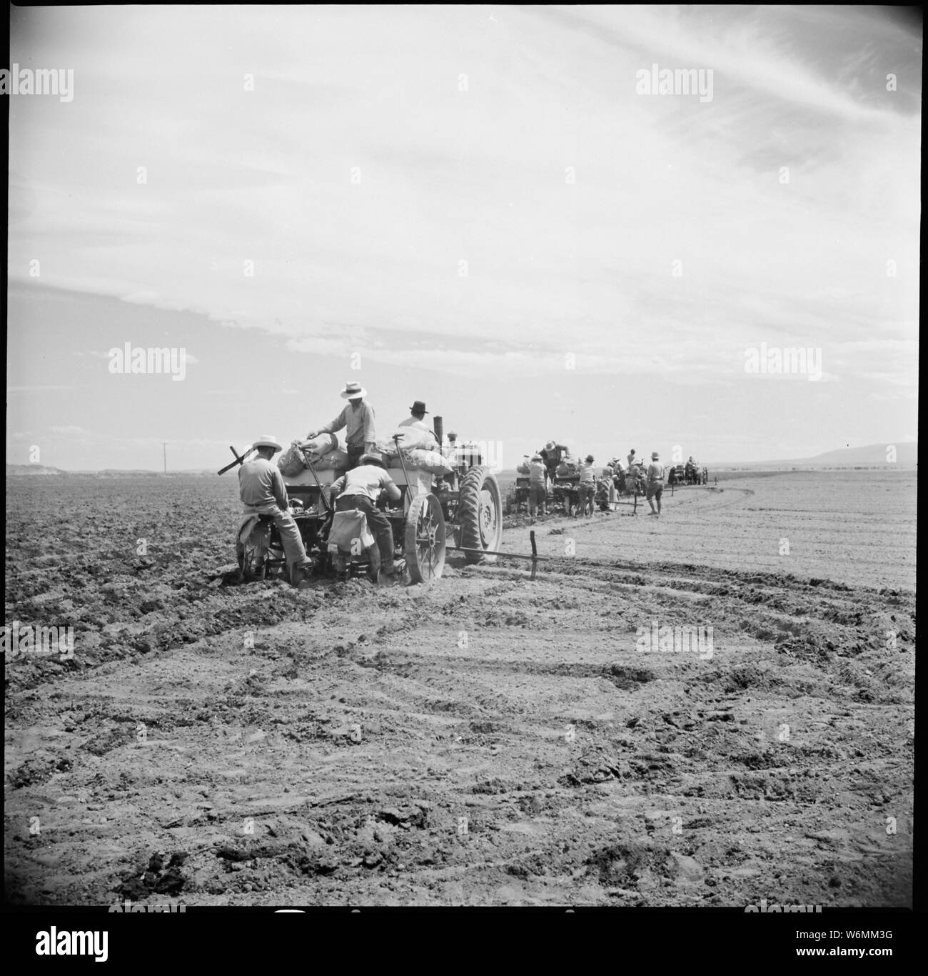 Tule Lake Relocation Center, Newell, California. Four crews of potato planters drop seed potatoes i . . .; Scope and content:  The full caption for this photograph reads: Tule Lake Relocation Center, Newell, California. Four crews of potato planters drop seed potatoes in the rich black soil on the evacuee farm near this War Relocation Center. Stock Photo