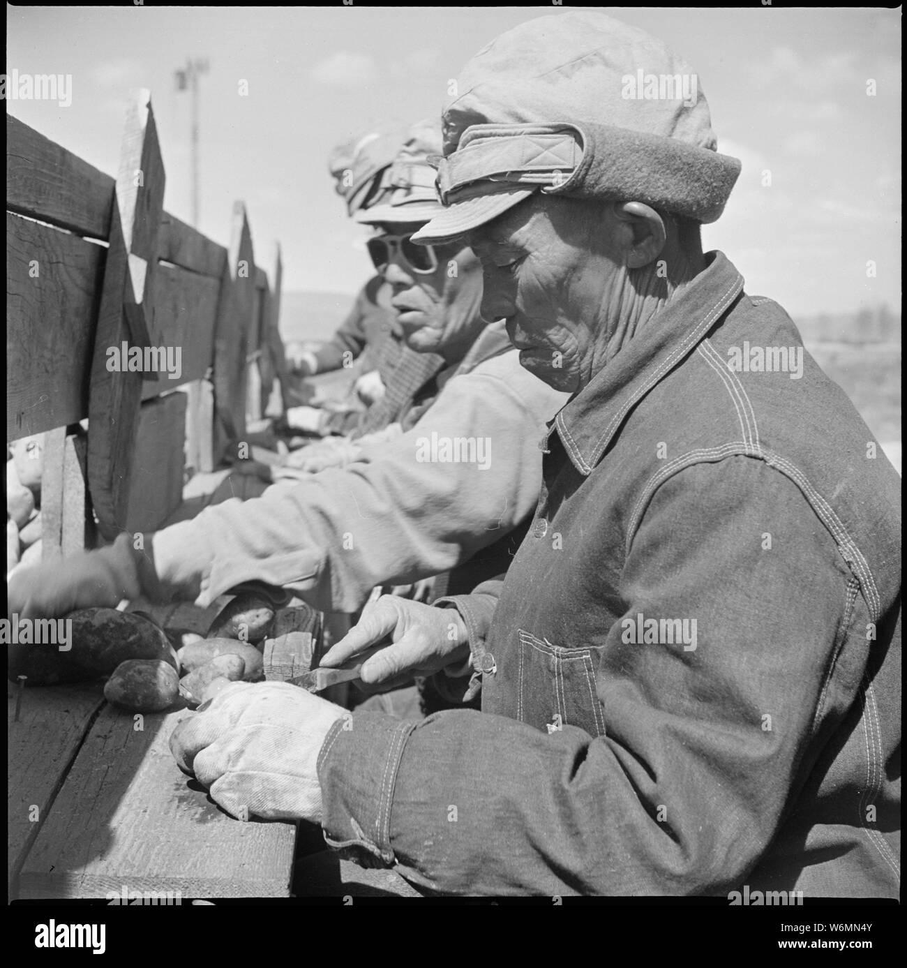 Tule Lake Relocation Center, Newell, California. Seed potato cutting at the cutting sheds of the Tu . . .; Scope and content:  The full caption for this photograph reads: Tule Lake Relocation Center, Newell, California. Seed potato cutting at the cutting sheds of the Tule Lake Relocation Center farm. 7,500 sacks of potatoes will be cut by 48 workers in 2-1/2 weeks. This will be enough seeds to plant the 600 acres. Stock Photo