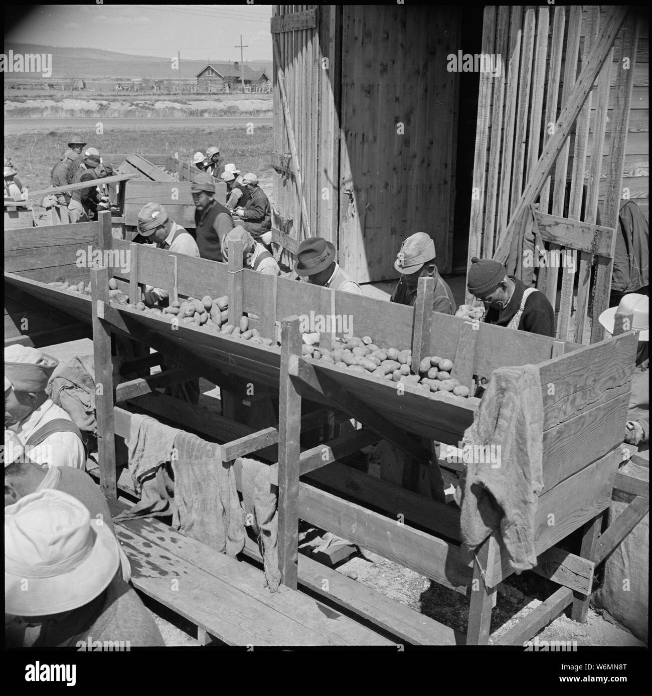 Tule Lake Relocation Center, Newell, California. Seed potato cutting at the cutting sheds of the Tu . . .; Scope and content:  The full caption for this photograph reads: Tule Lake Relocation Center, Newell, California. Seed potato cutting at the cutting sheds of the Tule Lake Relocation Center farm. 7,500 sacks of potatoes will be cut by the 48 workers in 2-1/2 weeks. This will be enough seeds to plant the 600 acres. Stock Photo