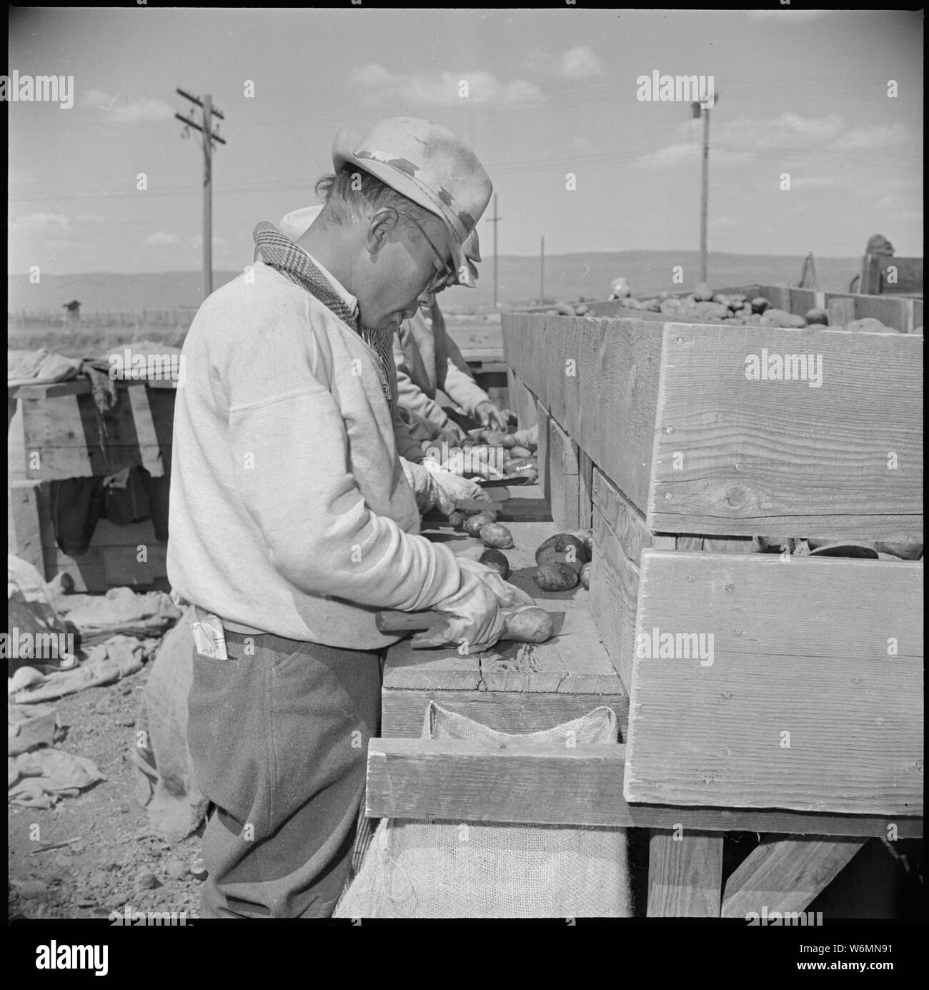 Tule Lake Relocation Center, Newell, California. Seed potato cutting at the cutting sheds of the Tu . . .; Scope and content:  The full caption for this photograph reads: Tule Lake Relocation Center, Newell, California. Seed potato cutting at the cutting sheds of the Tule Lake Relocation Center farm. 7,500 sacks of potatoes will be cut by the 48 workers in 2-1/2 weeks. This will be enough seeds to plant the 600 acres. Stock Photo