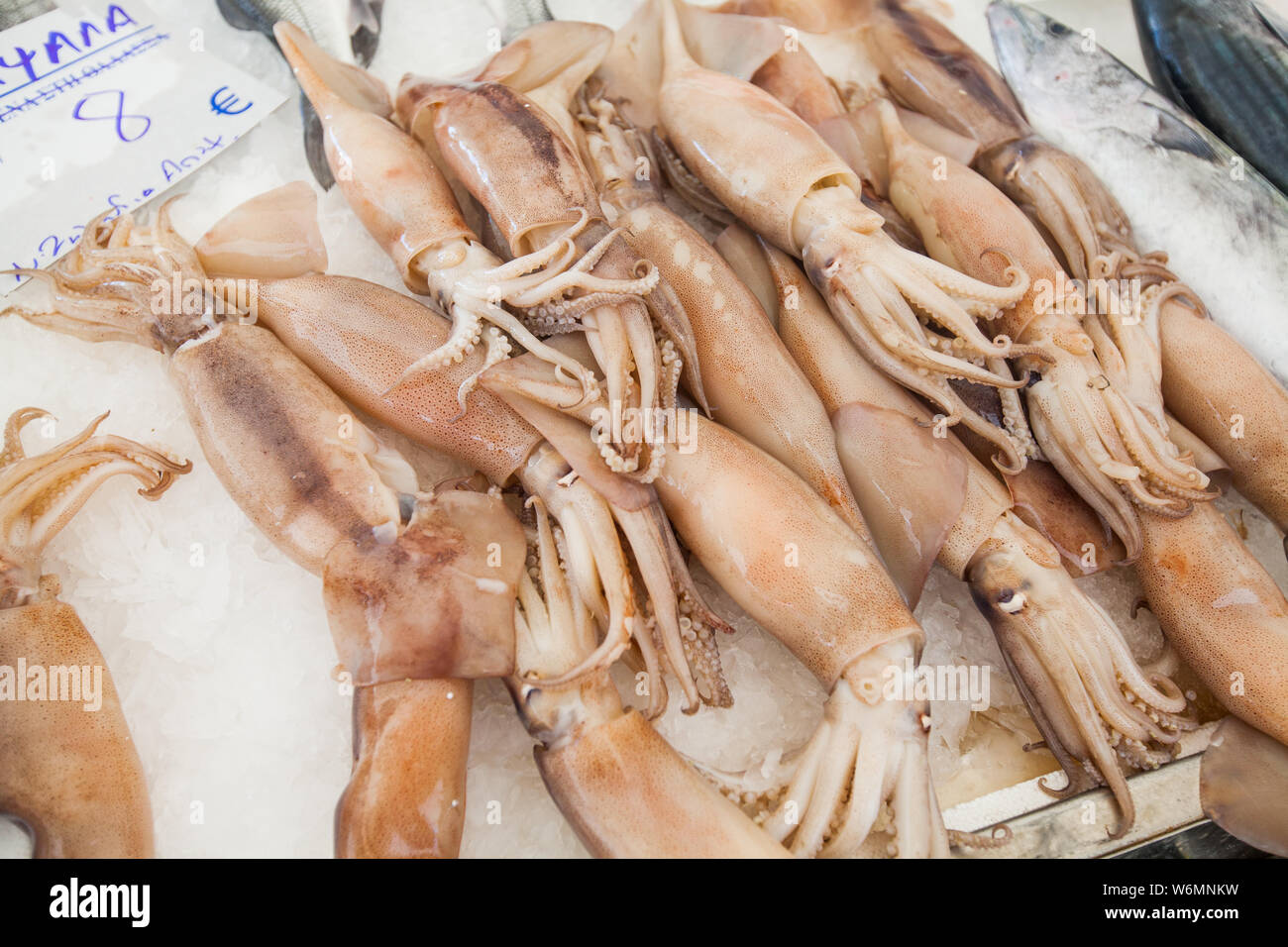 Fresh squids healthy seafood for sale on local fish market Stock Photo