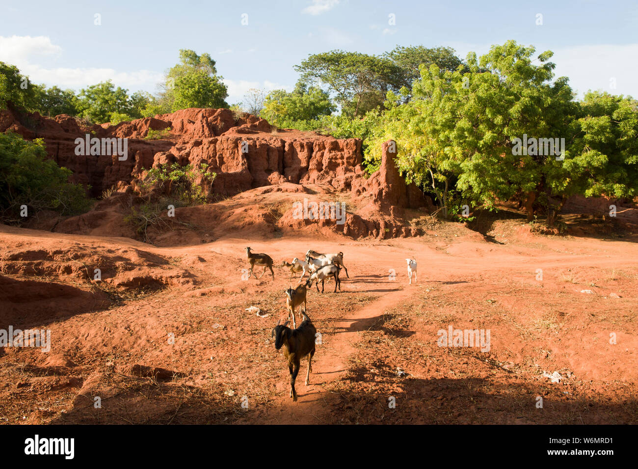 Auroville, India - June 2019: Goats in the canyons Stock Photo