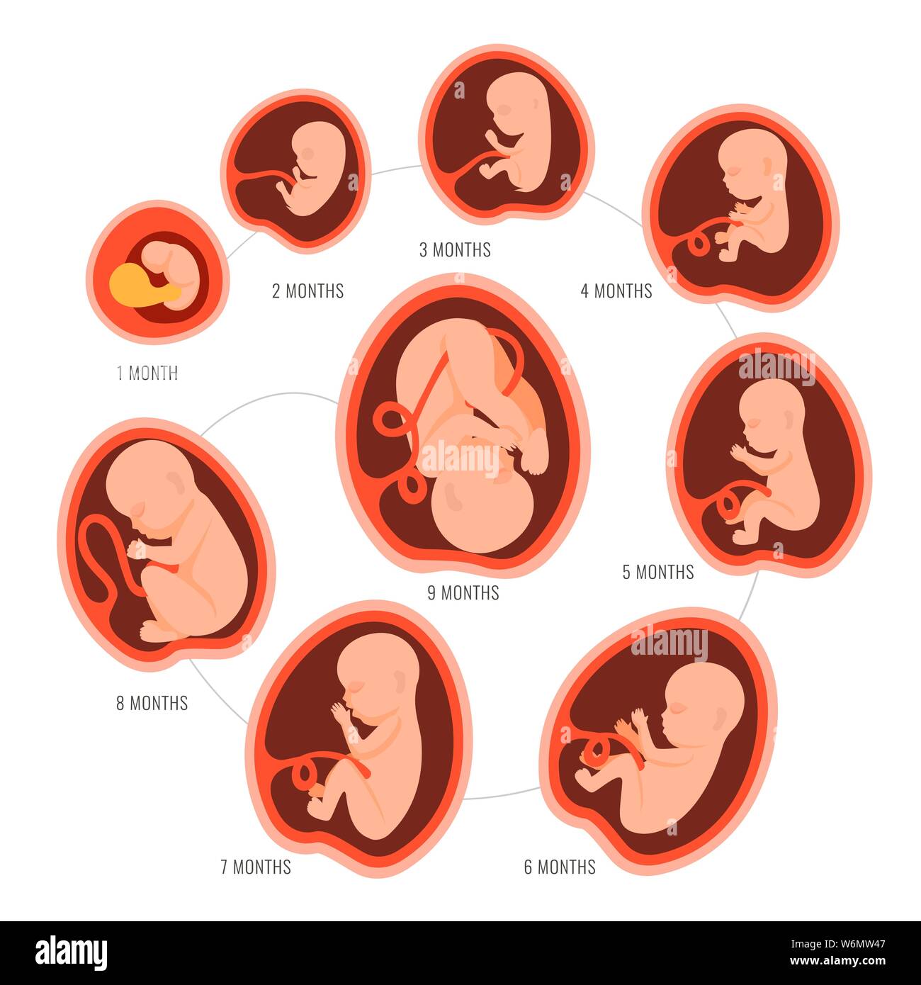 Pregnancy fetal foetus development . Embryonic month stage growth month by month cycle from 1 to 9 month to birth. Medical infographic elements Stock Vector