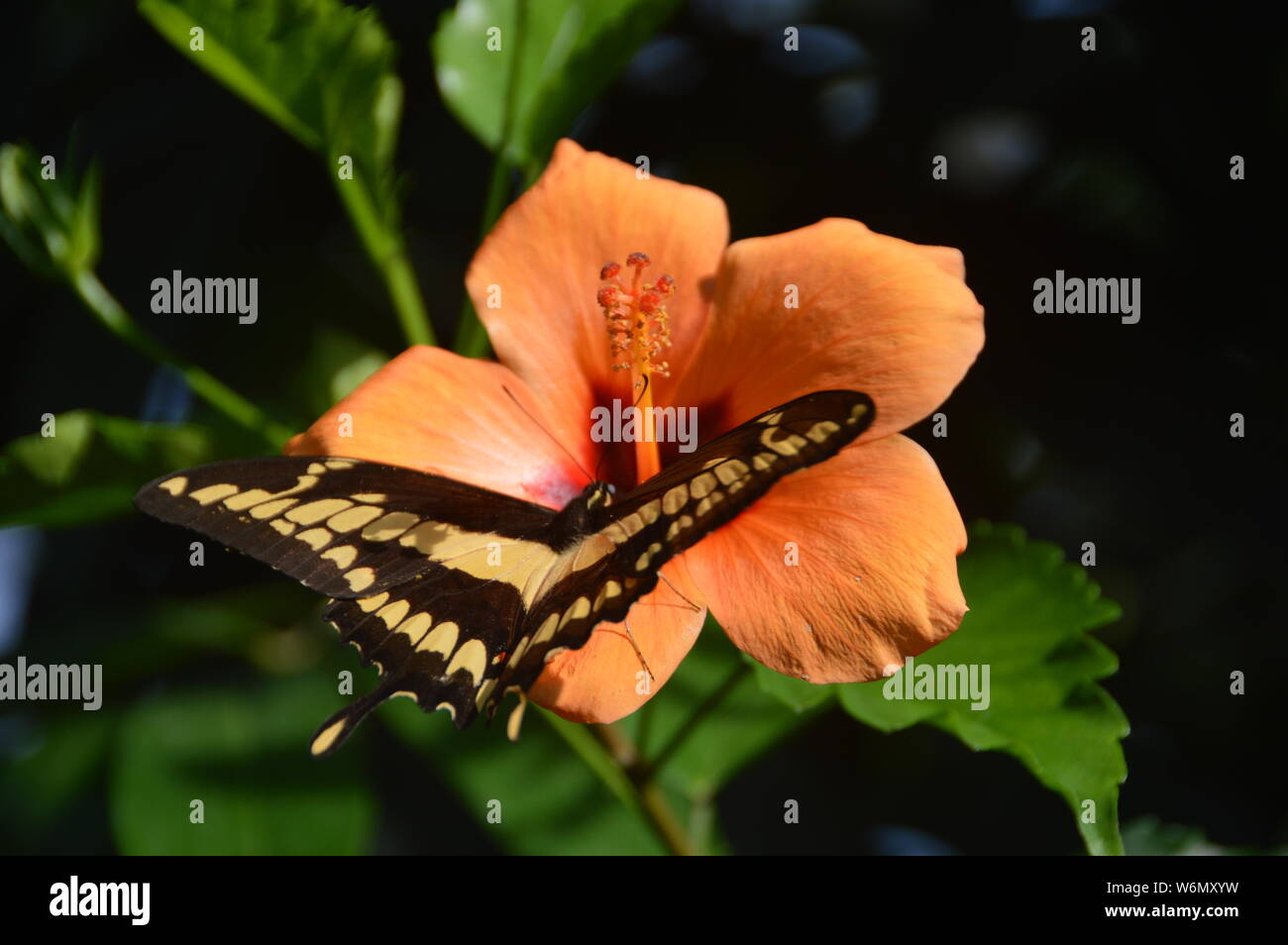 fascinating nymphalidaem Stock Photo