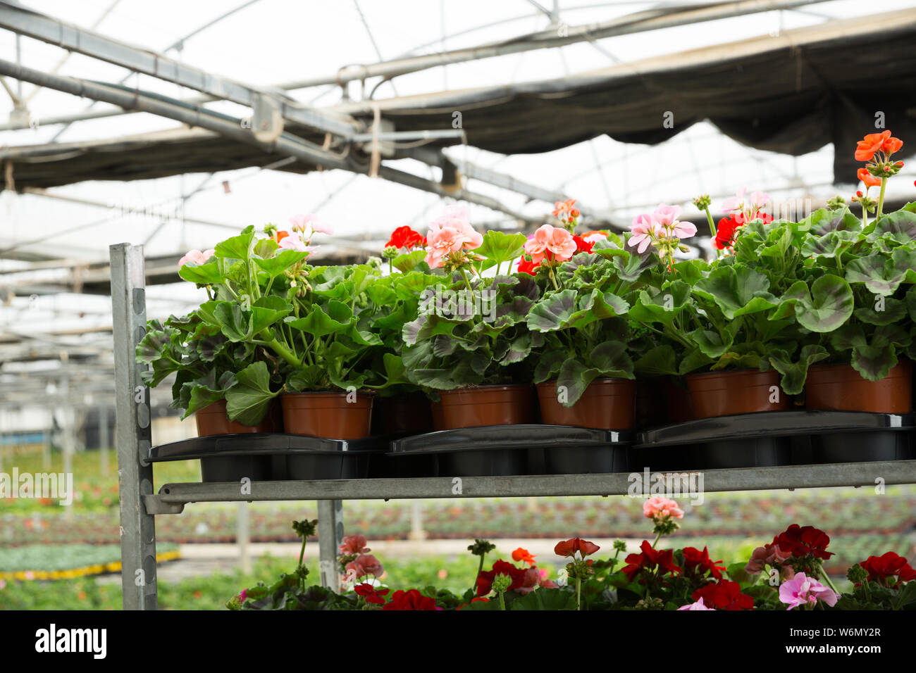 Geranium seedling growing in hi-res stock photography and images - Alamy