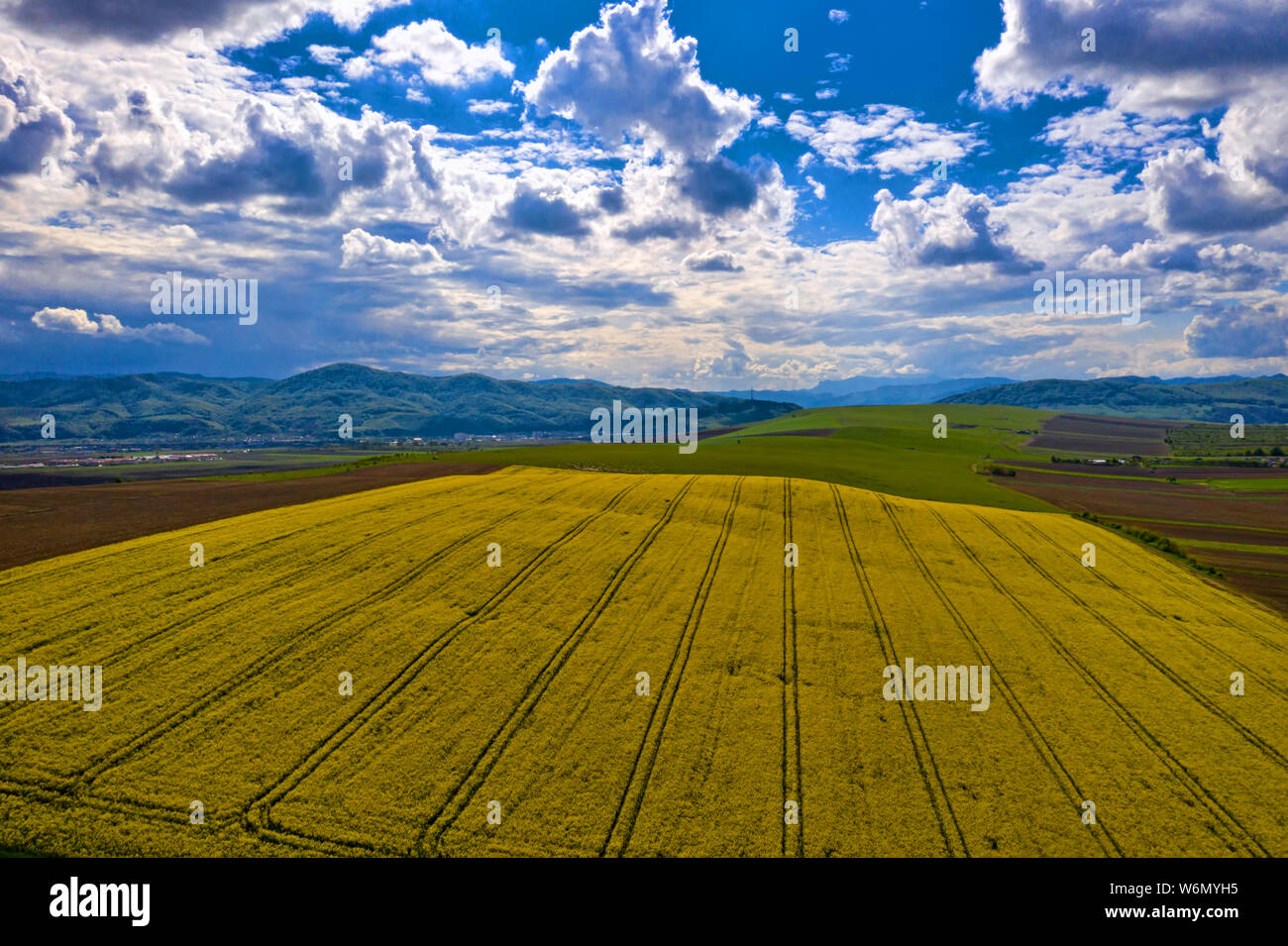 Rape seed field with tractor tracks, summer landscape Stock Photo - Alamy