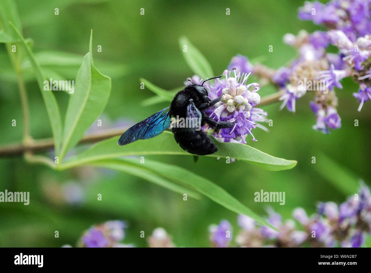 Solitary bee genus Xylocopa, Large Violet Carpenter bee on Chaste Tree, Vitex agnus-castus Stock Photo