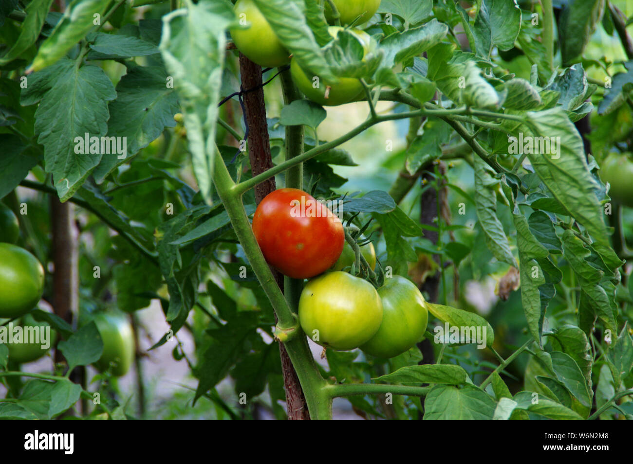 Organic tomatoes farming in the garden. Ecology and health ...