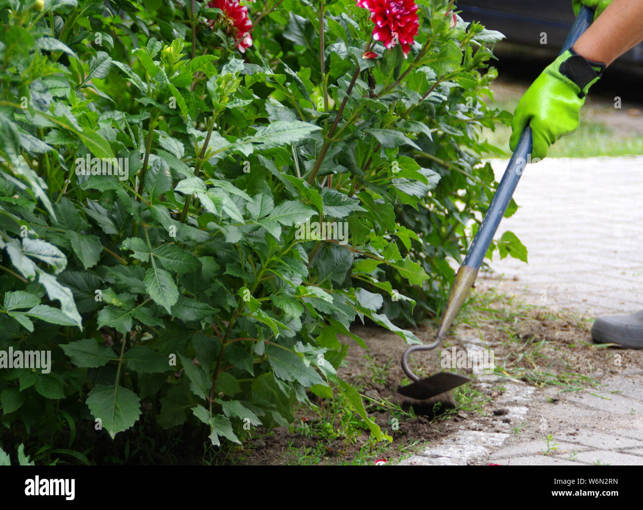 Removing weeds hi-res stock photography and images - Alamy