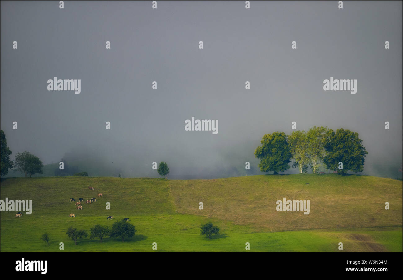 Sunlit trees High Resolution Stock Photography and Images - Alamy