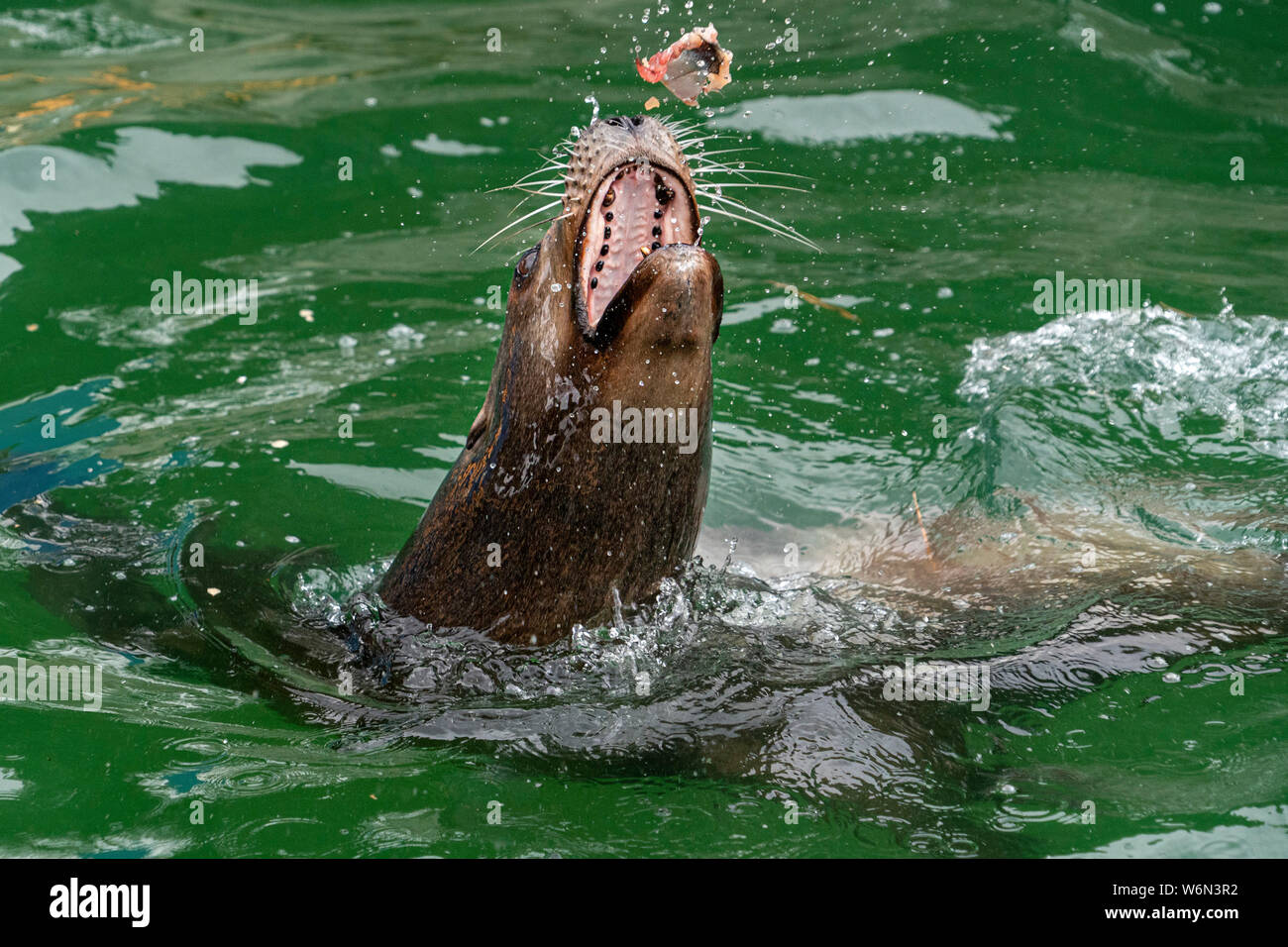 sea lion while eating a fish detail Stock Photo Alamy