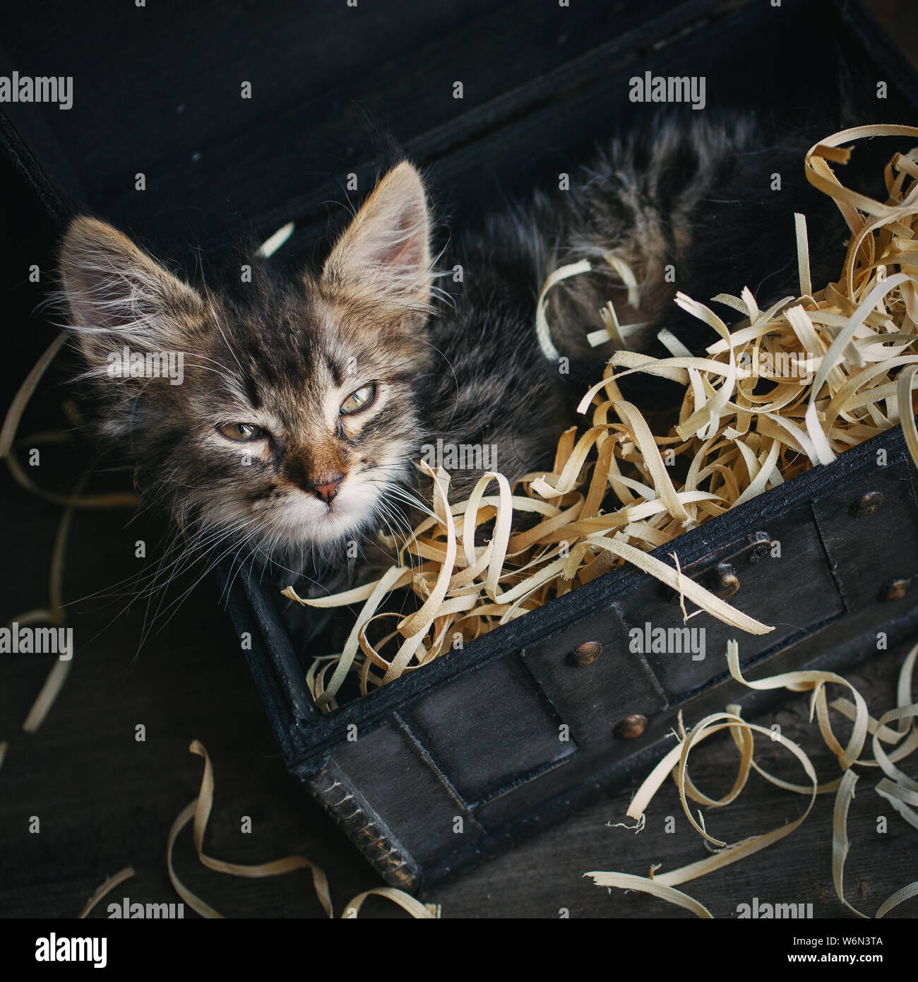 A small, fluffy kitten lying in a box. Stock Photo