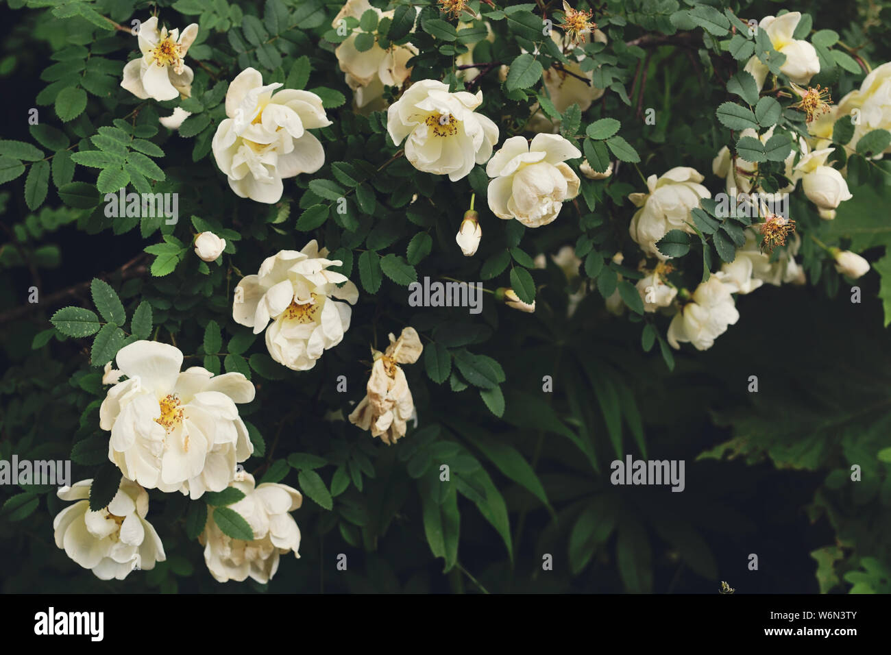 Bush of the white roses. The roses are blossoming Stock Photo