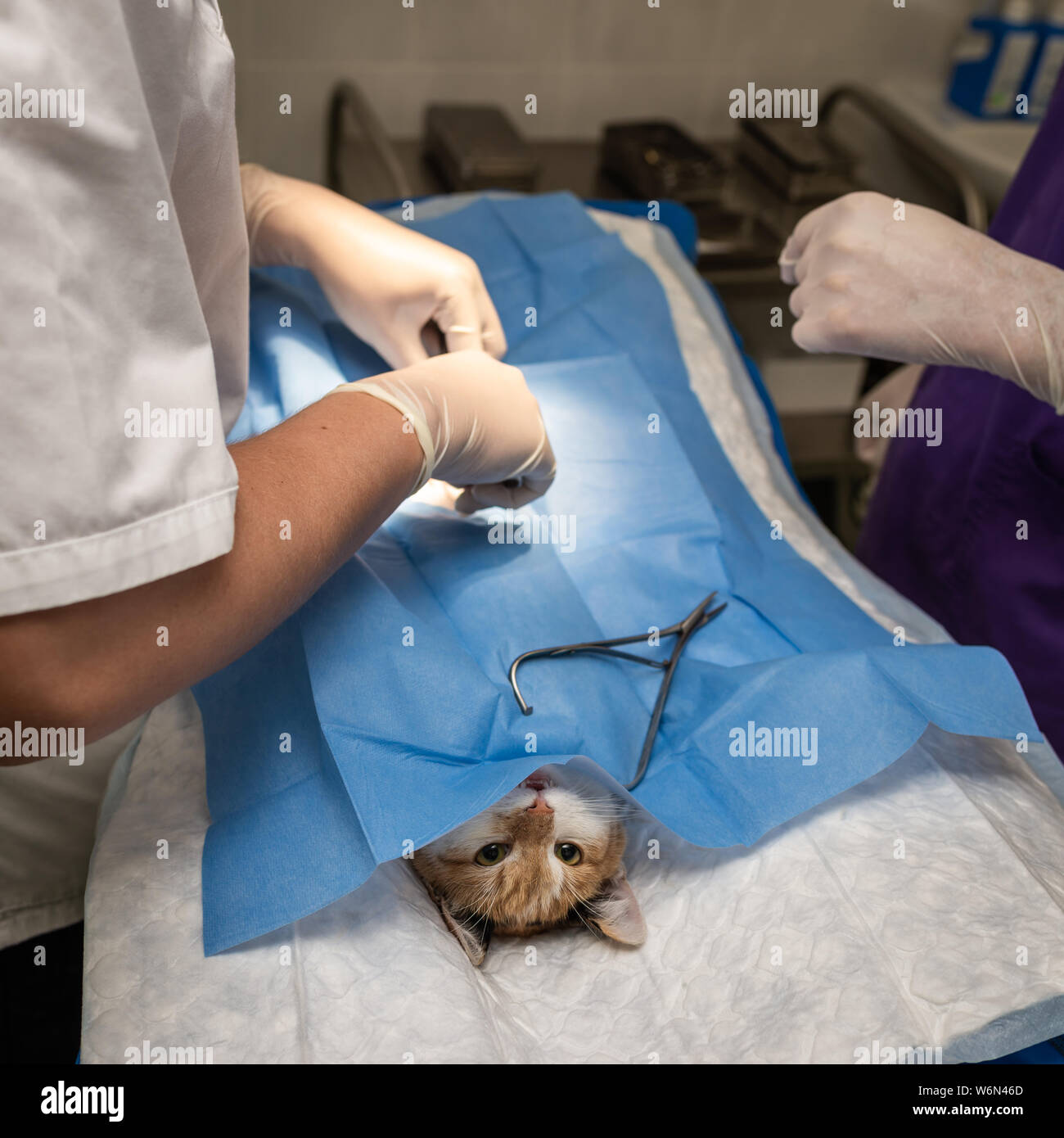 Vet doing the operation for sterilization. The cat on the operating table in a veterinary clinic