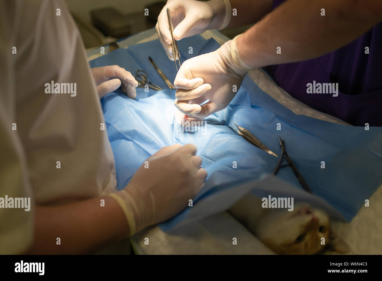 Vet doing the operation for sterilization. The cat on the operating ...