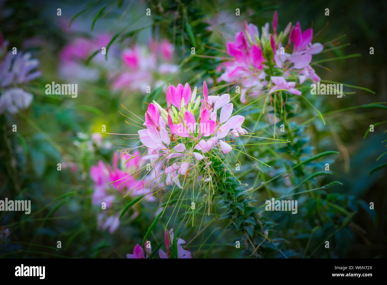 Beautiful purple flowers close up Stock Photo - Alamy