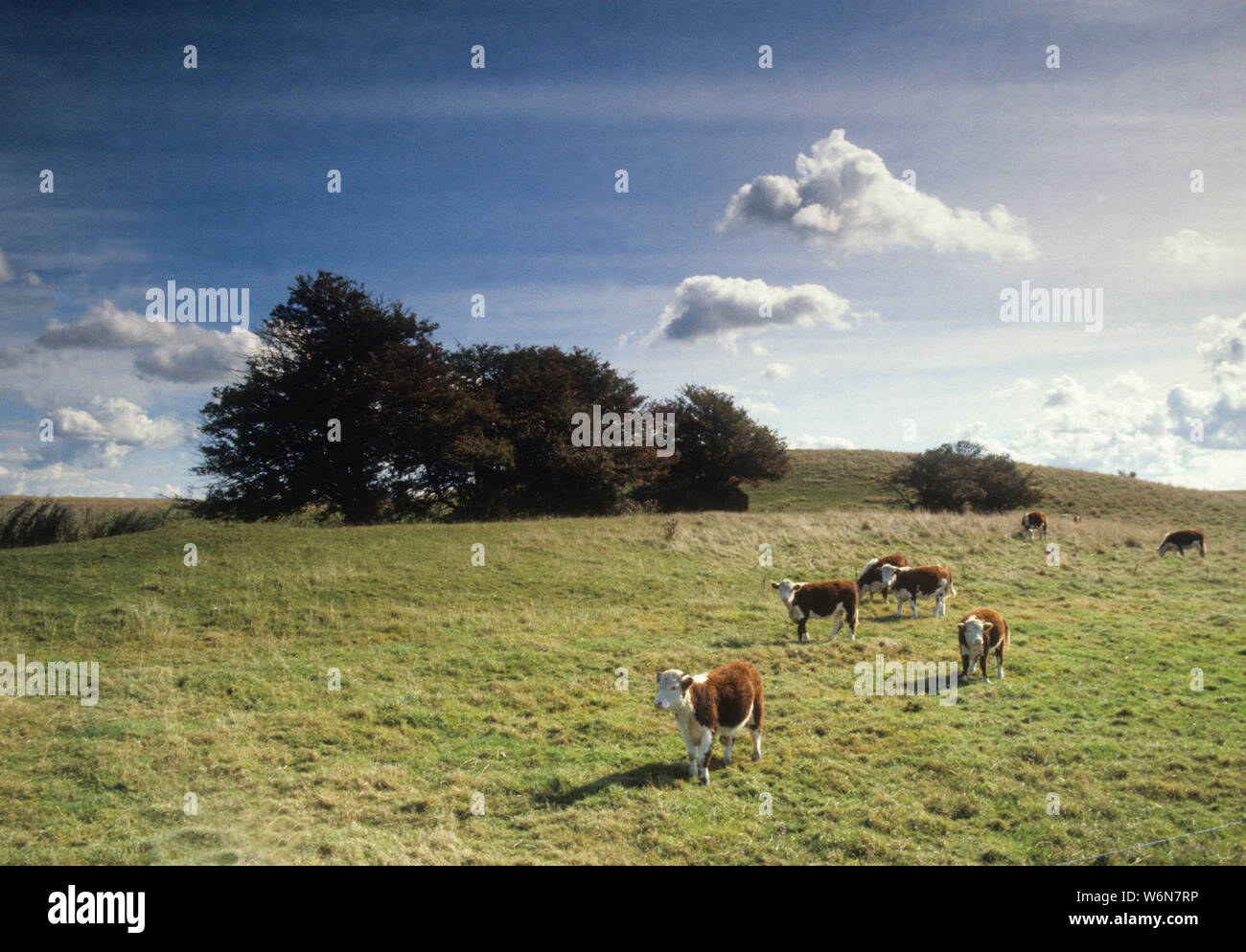 Cattle in grazing field hi-res stock photography and images - Alamy