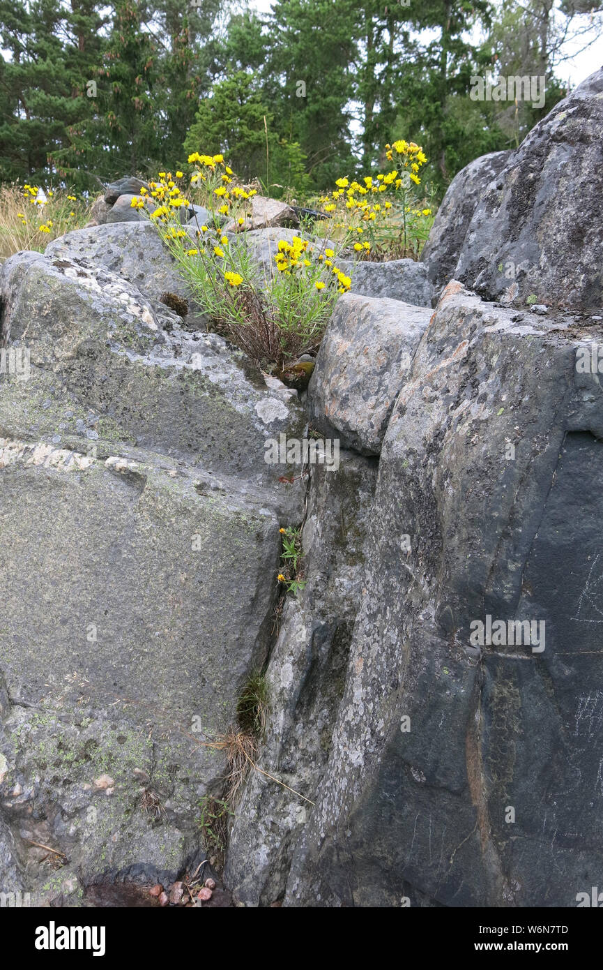 Hieracium umbellatum Stock Photo