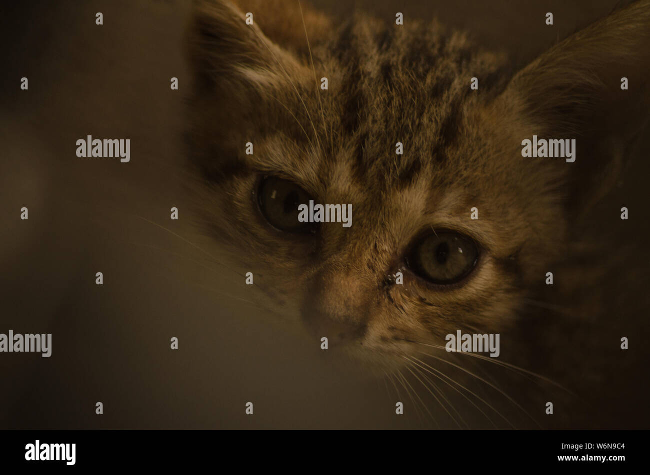 Kitten with wide eye Stock Photo