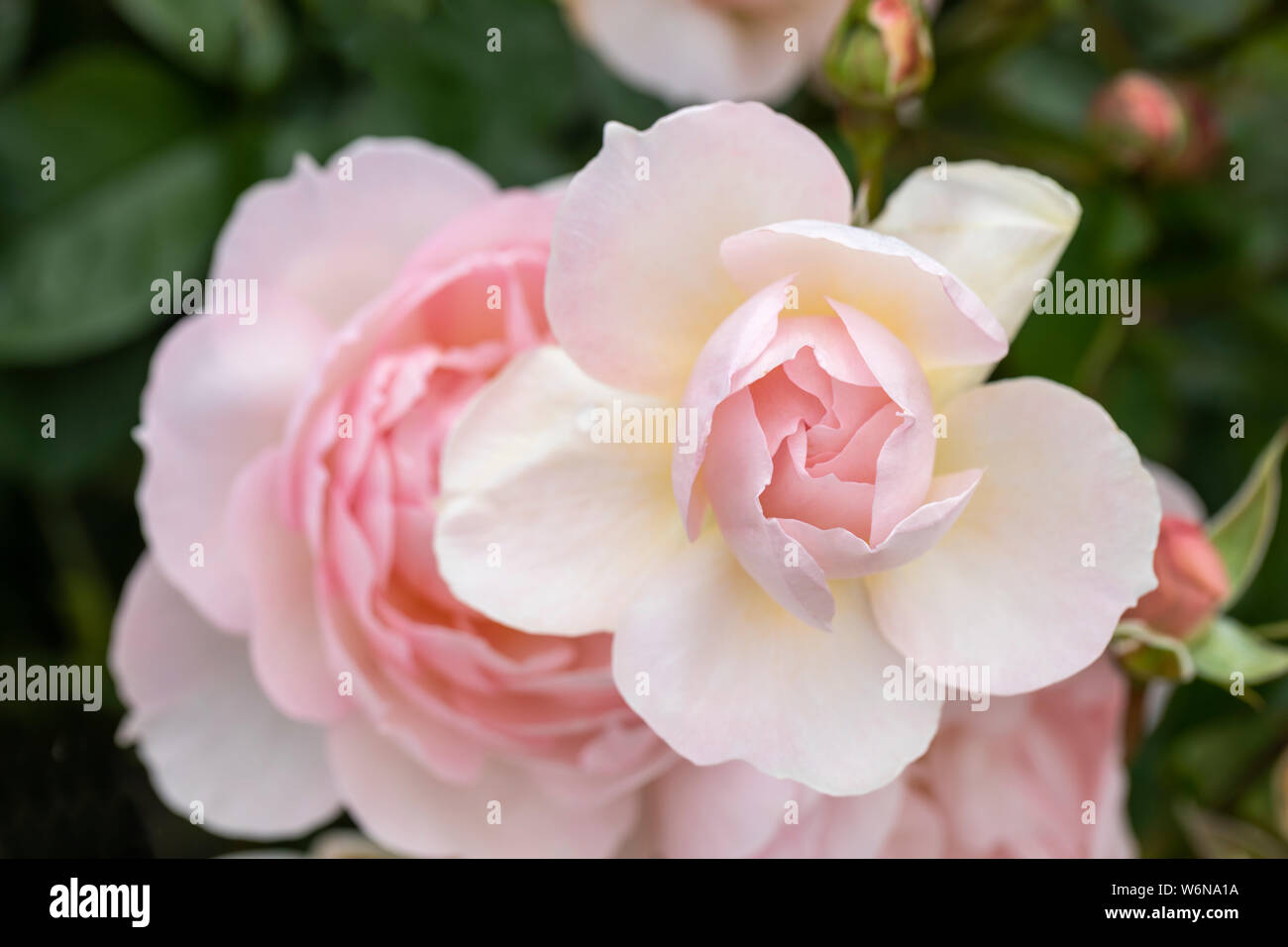 Close up of a beautiful pale pink shrub rose. A David Austin rose called Rosa Gentle Hermione flowering in an English garden, England, UK Stock Photo