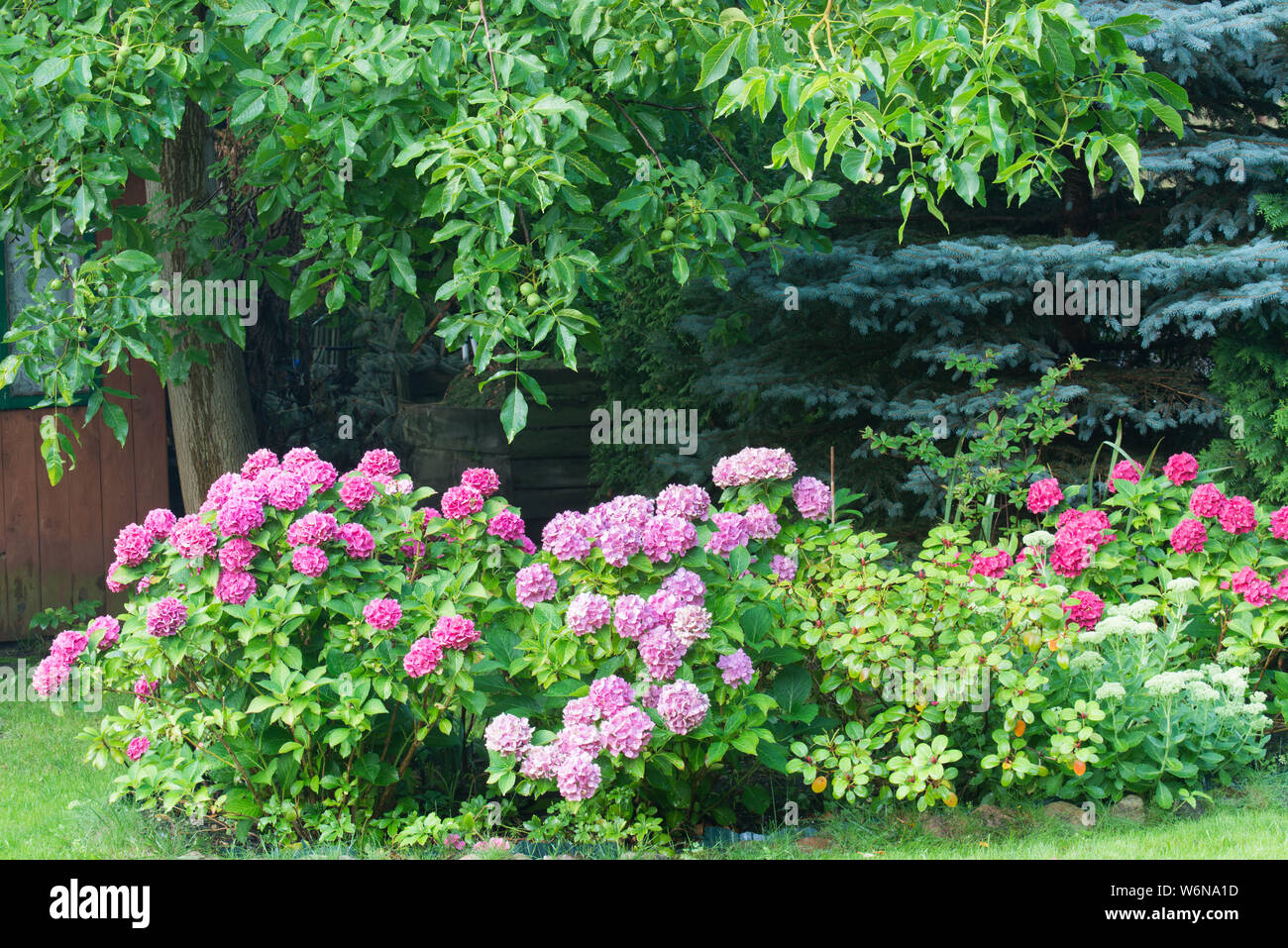 Hydrangea macrophylla, hortensia pink flowers in summer garden Stock Photo