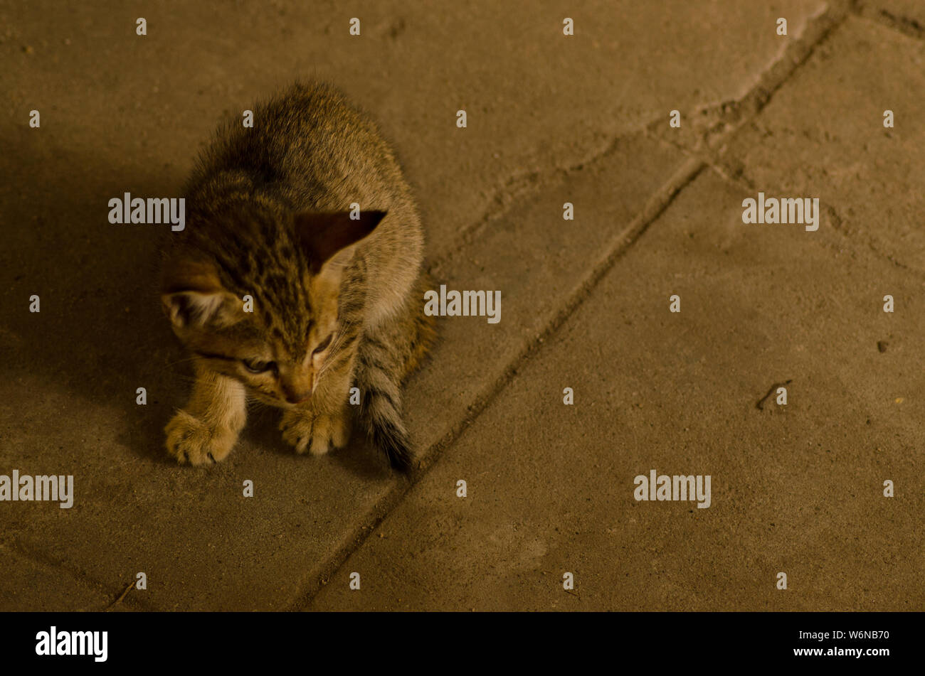 Kitten hiding behind with wide eye Stock Photo Alamy
