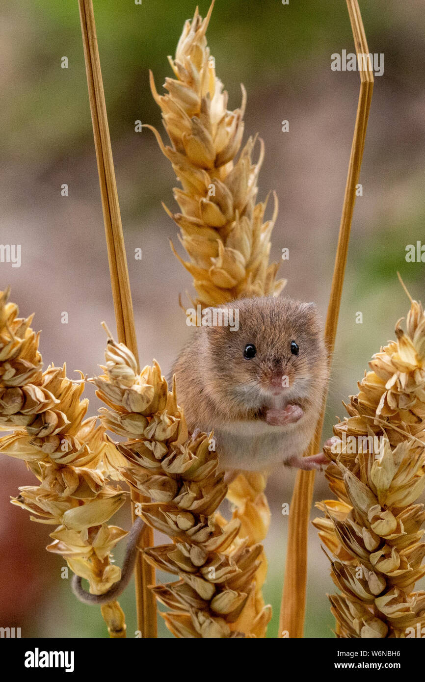 Field Mouse in the Crops Stock Photo Biology Diagrams
