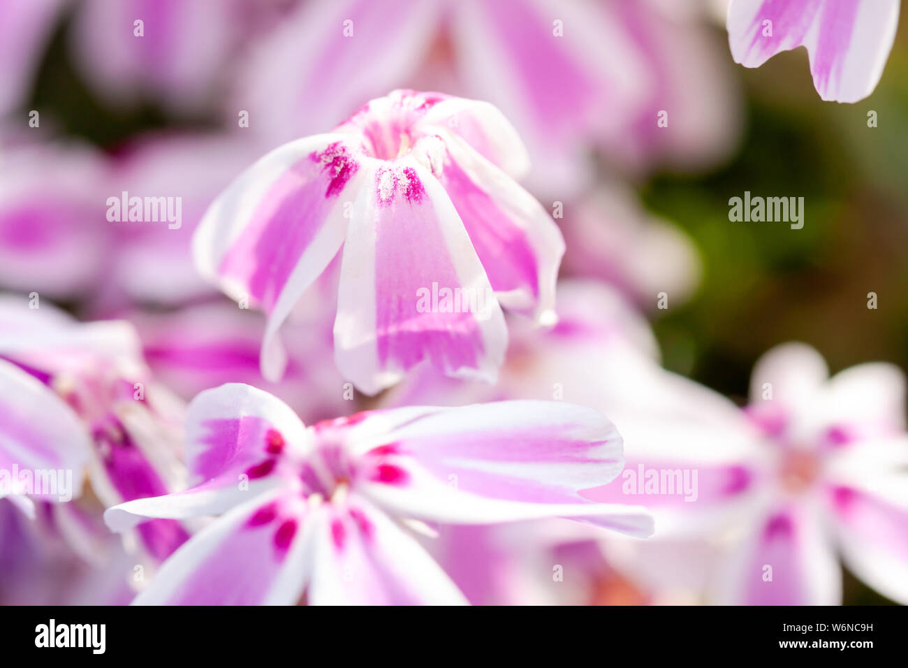 Pink Dianthus caryophyllus flower growing in the summer. Stock Photo