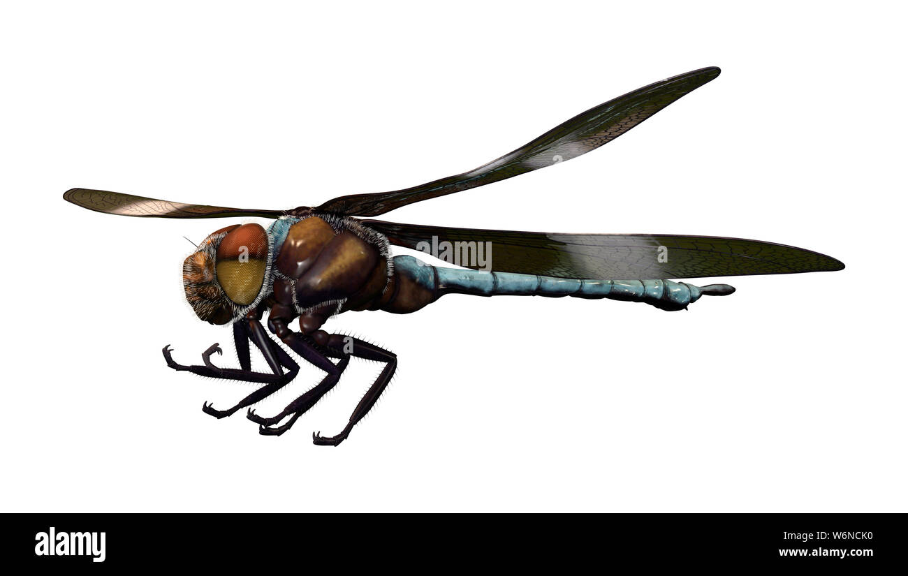 3D rendering of a Widow Skimmer dragonfly or Libellula luctuosa ...