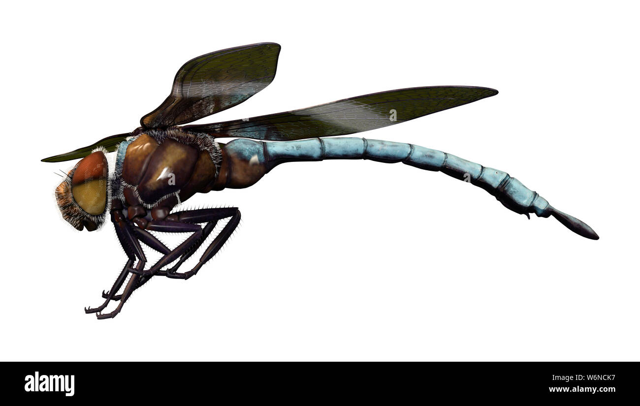 3D rendering of a Widow Skimmer dragonfly or Libellula luctuosa ...
