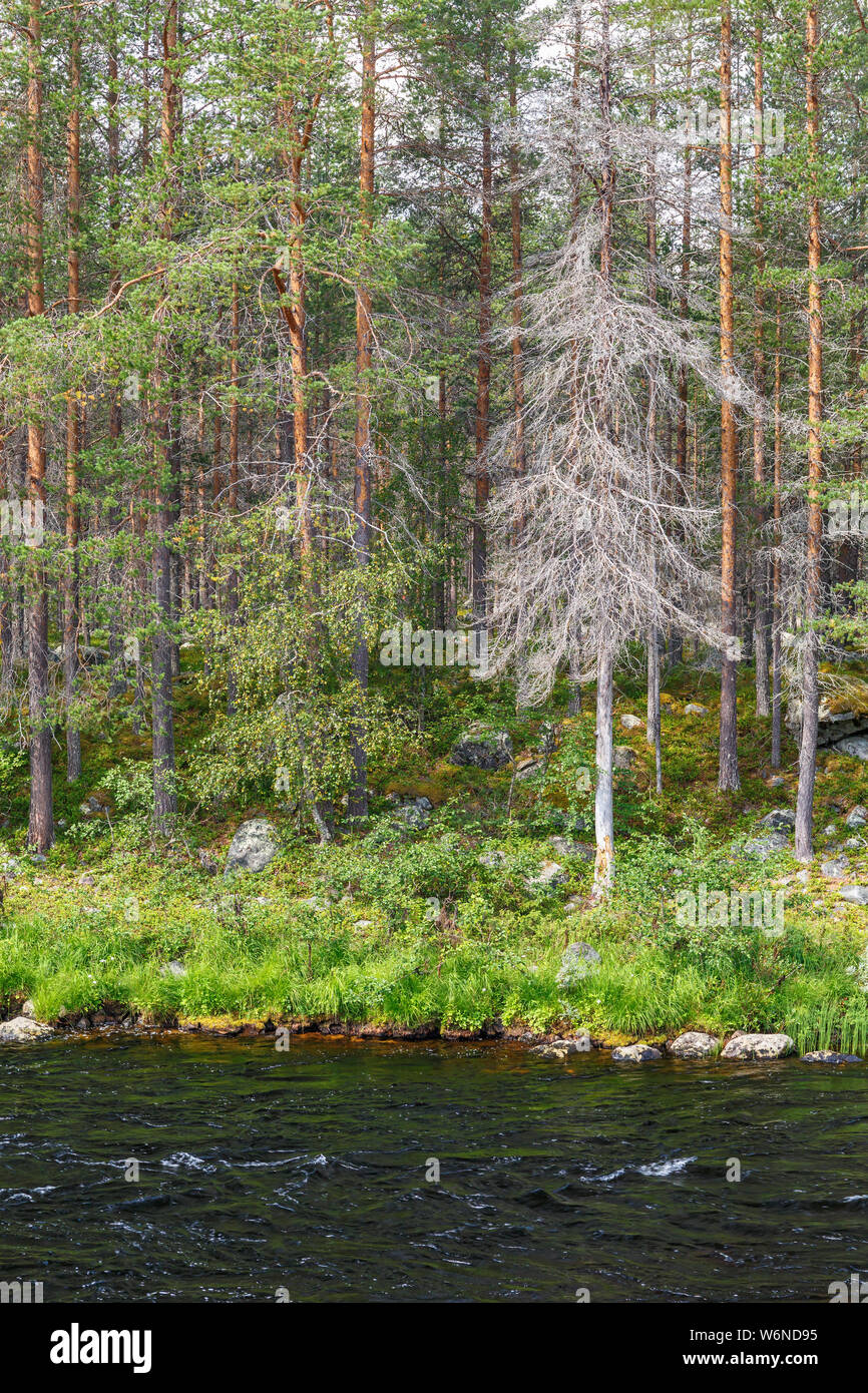 Old tree snag at a river in a pine forest Stock Photo