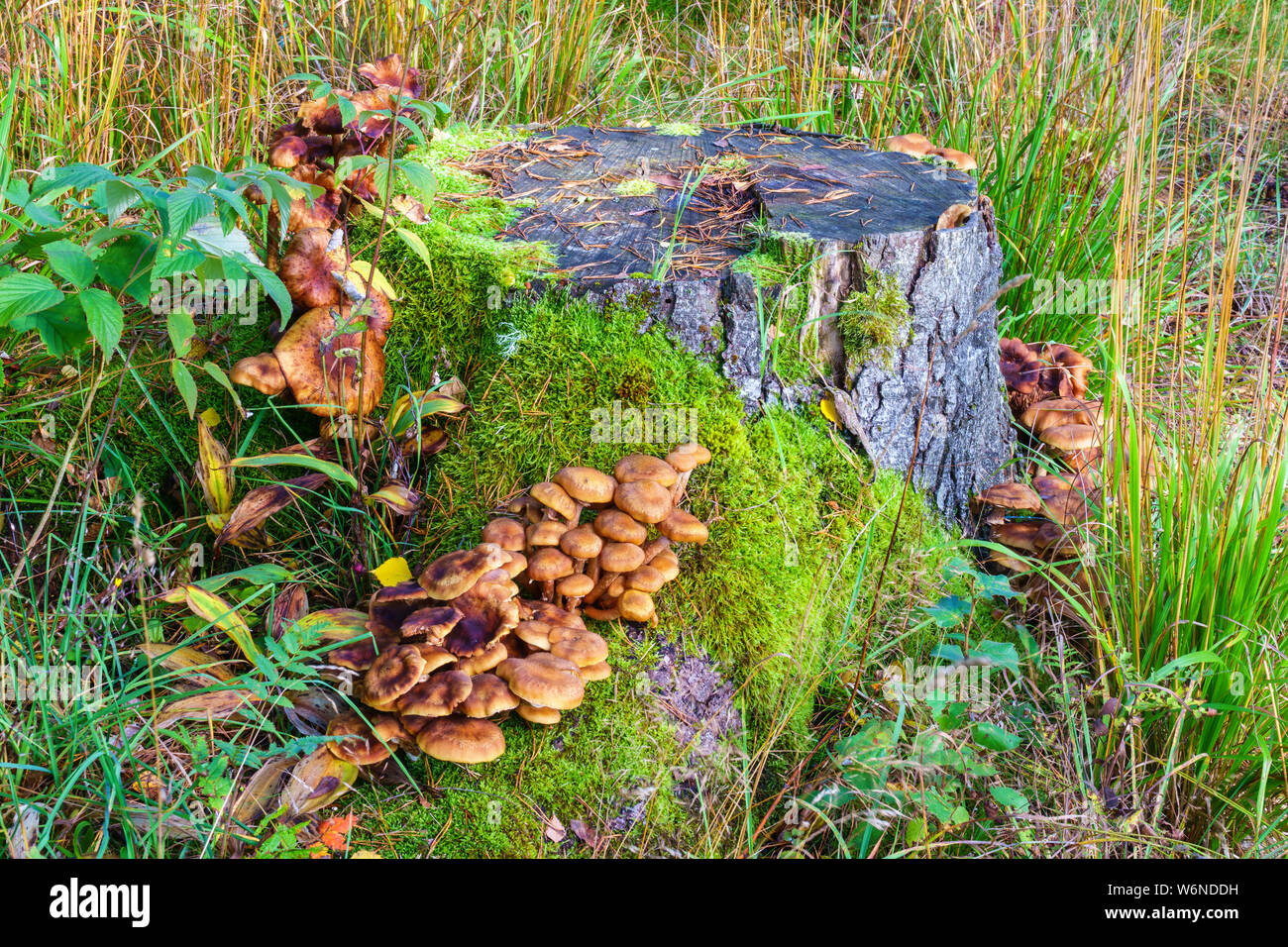Tree stump with growing mushrooms Stock Photo Alamy