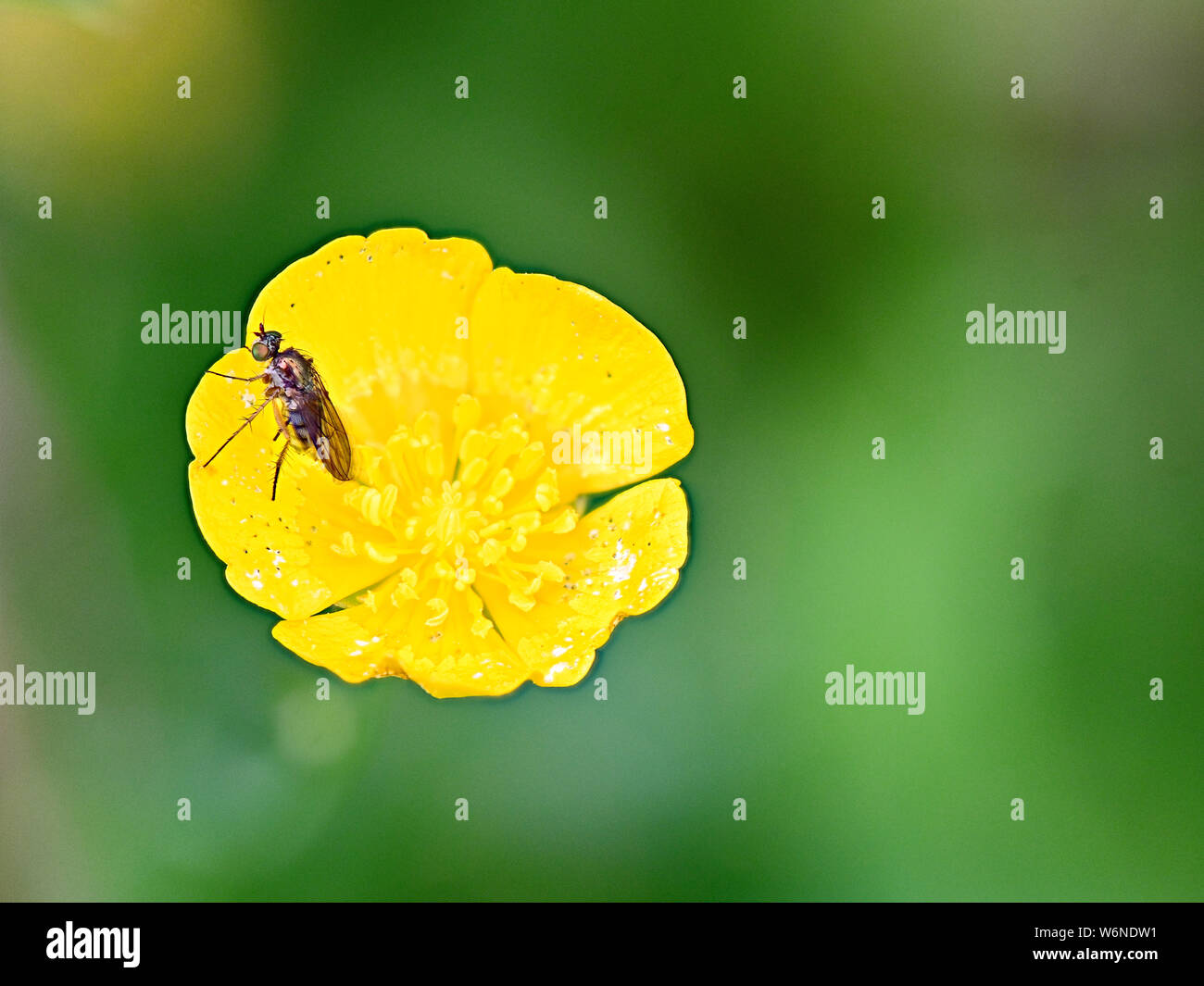 Gnat or wasp on yellow buttercup flower against muted green background Focus stacked for greater detail Stock Photo