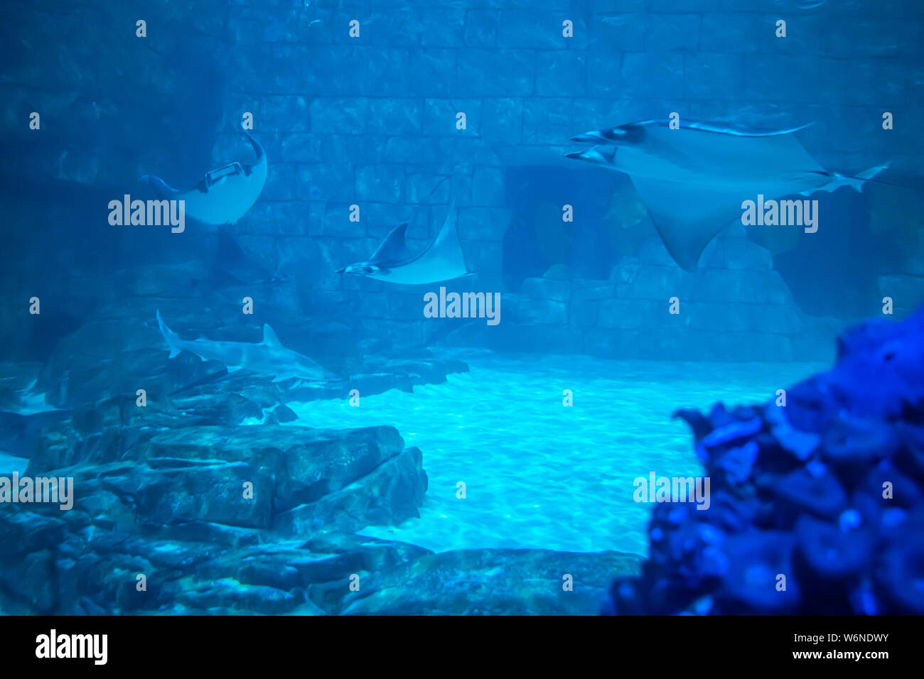Orlando, Florida. July 25, 2019. Manta ray in Aquarium at Seaworld