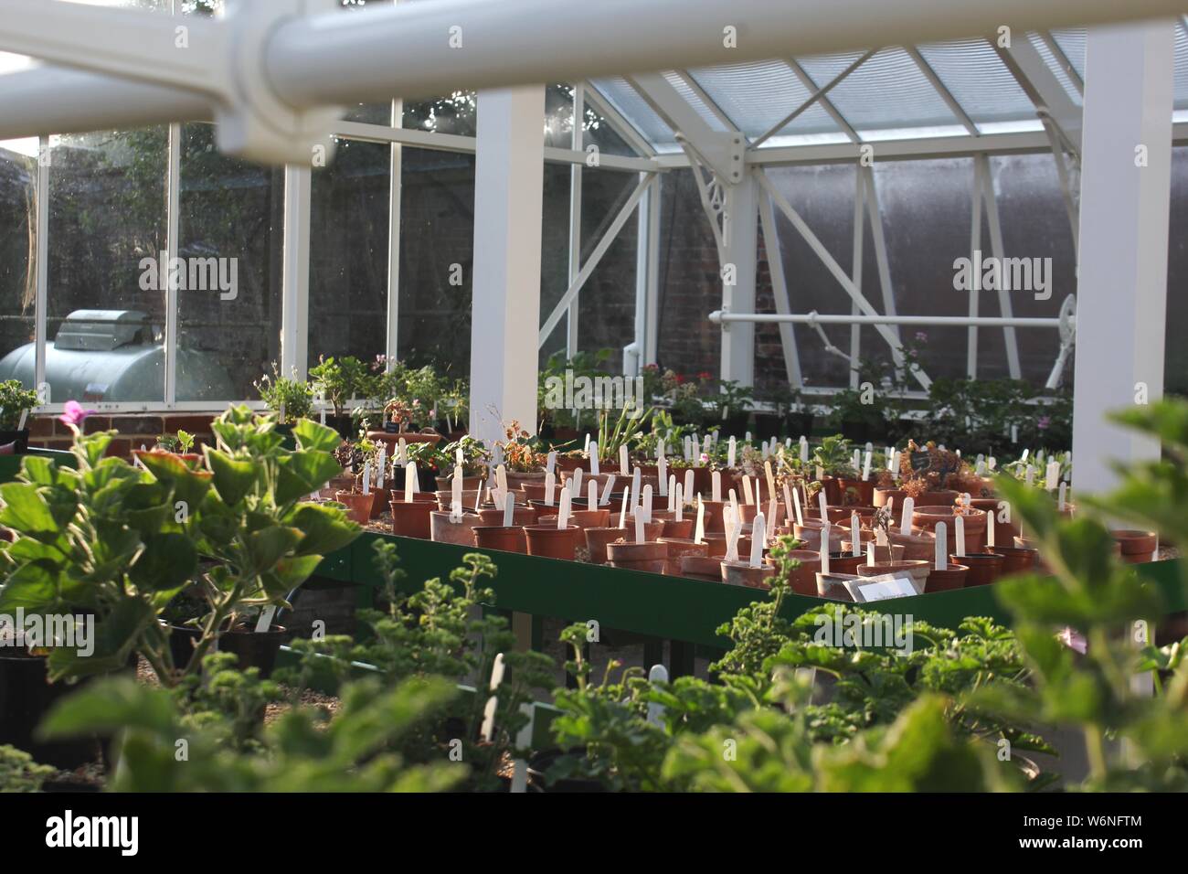 Greenhouse interior in action, full of labeled plants Stock Photo - Alamy
