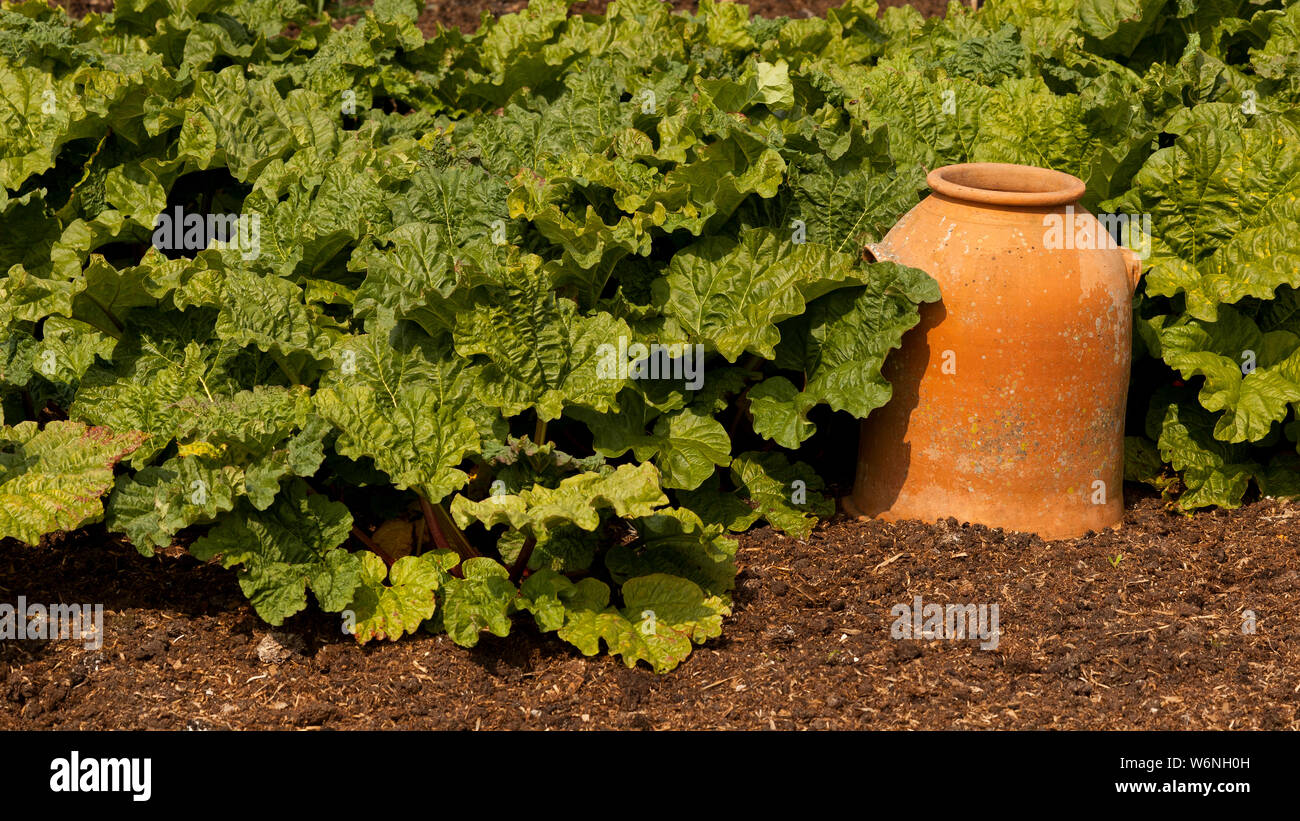 Rhubarb plants and a Terracotta forcer Stock Photo