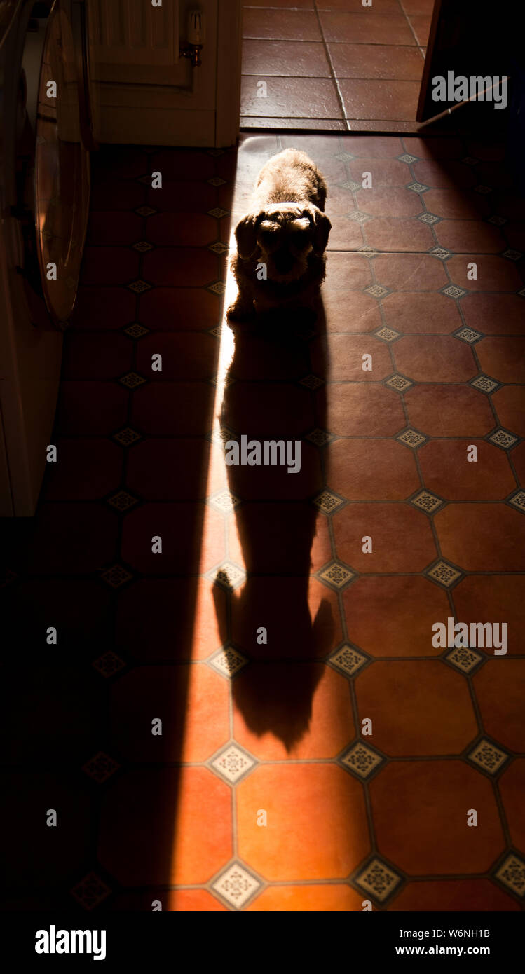 A small dog casting a large shadow Stock Photo