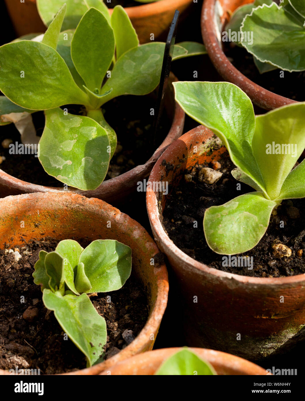 Young plants growing in terracotta pots Stock Photo