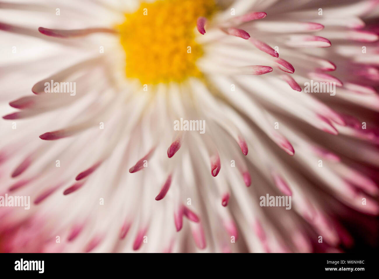 Daisy Flower (Bellis Perennis Habanera) Yellow centre, white petals with red tips Stock Photo