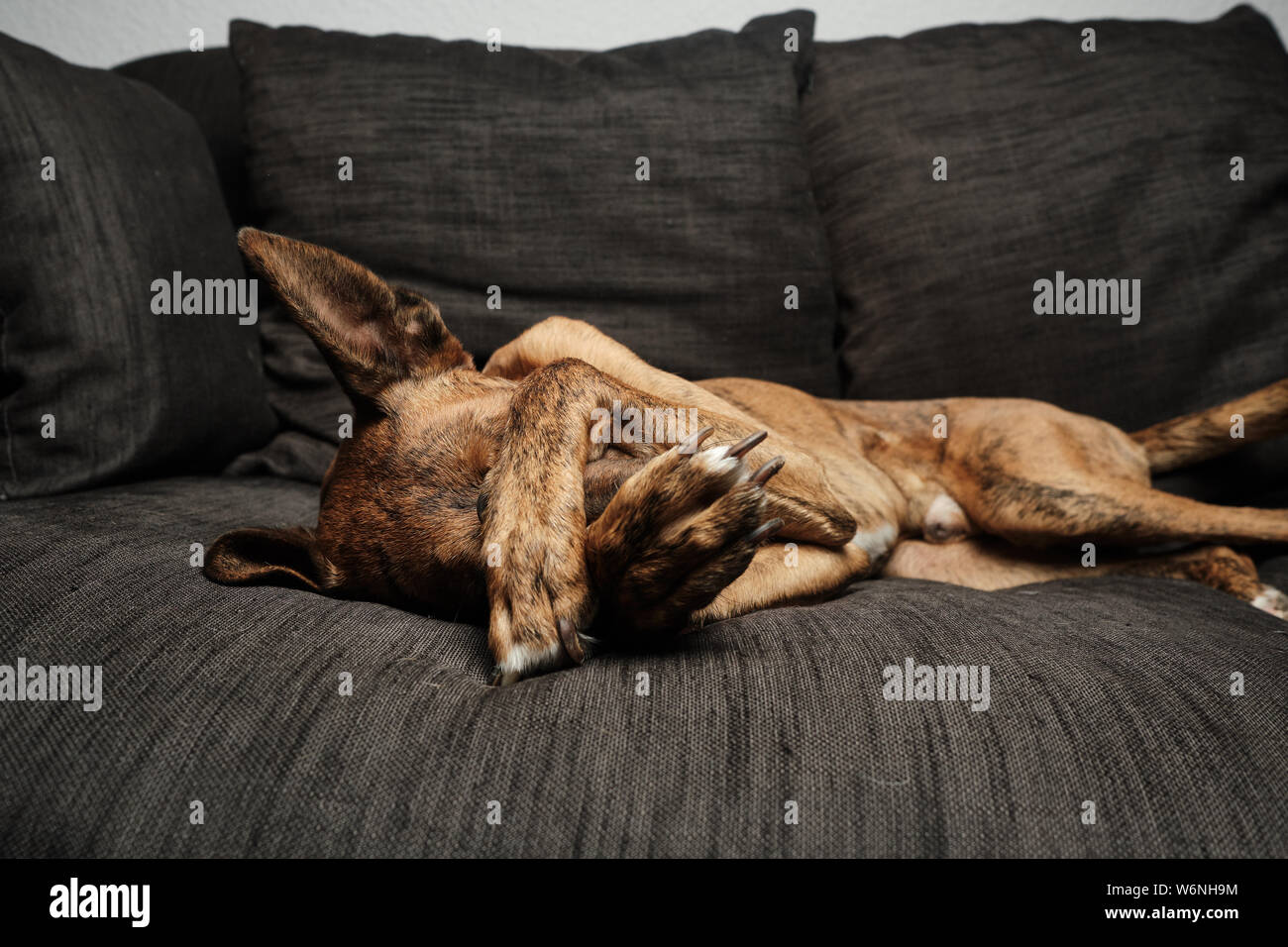 brown dog on sofa cute Stock Photo Alamy