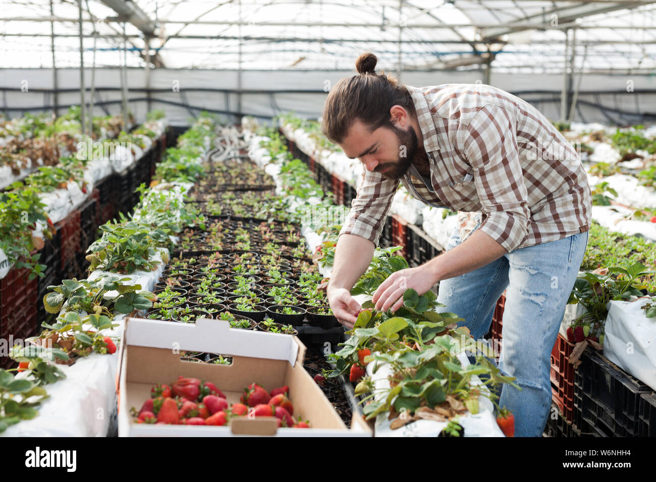 Positive man harvesting strawberries in a greenhouse Stock Photo - Alamy