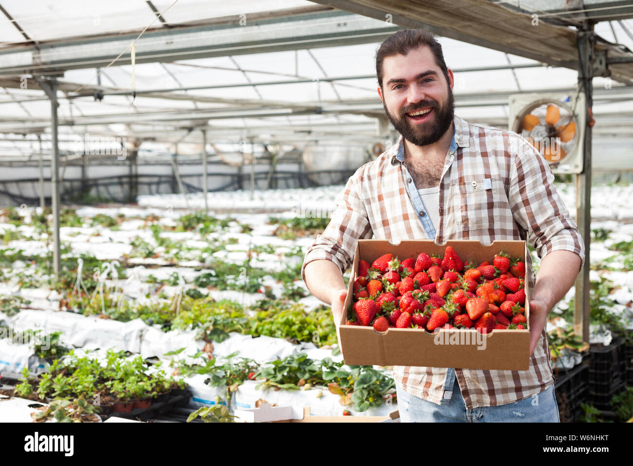 Positive man harvesting strawberries in a greenhouse Stock Photo - Alamy