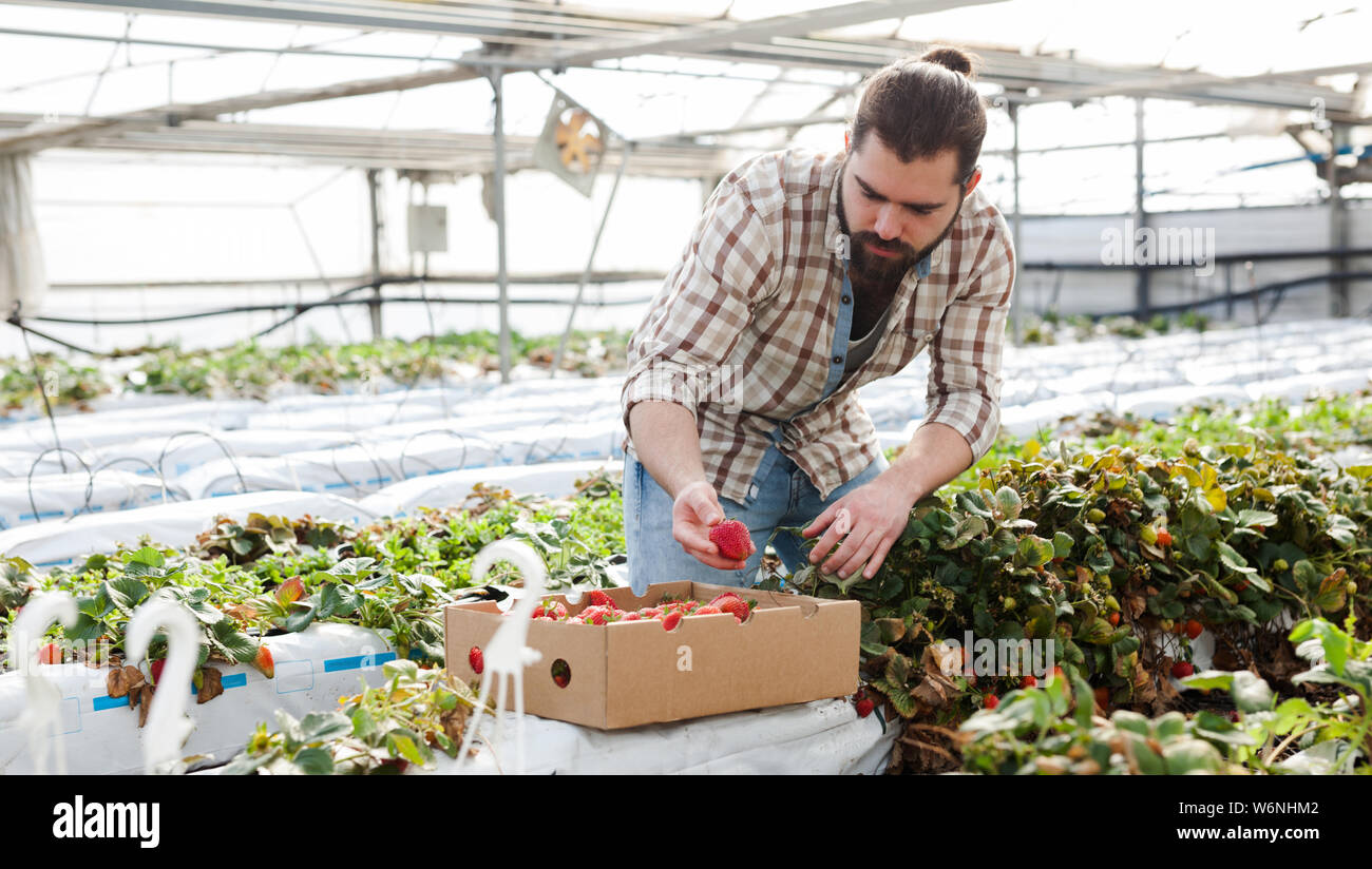 Positive man harvesting strawberries in a greenhouse Stock Photo - Alamy