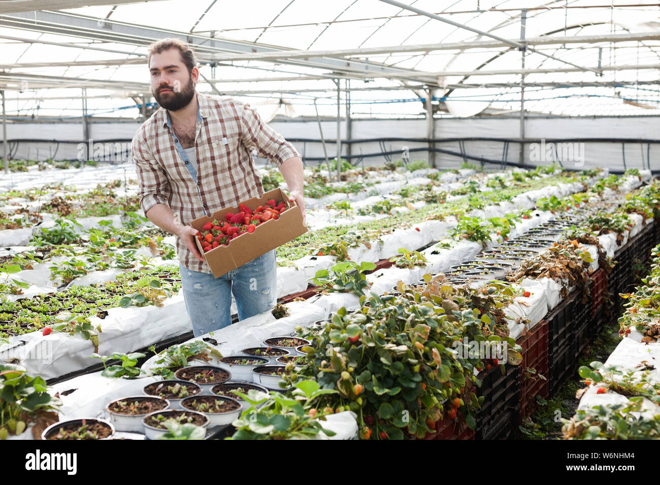 Positive man harvesting strawberries in a greenhouse Stock Photo - Alamy
