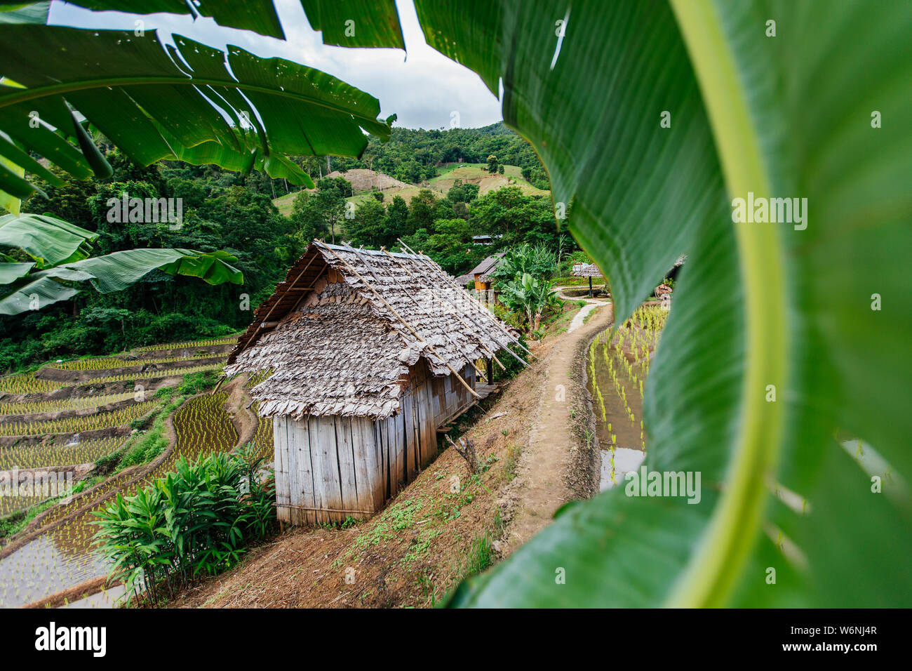 Beautiful and freshly planted rice terraces in rainy season Stock Photo ...