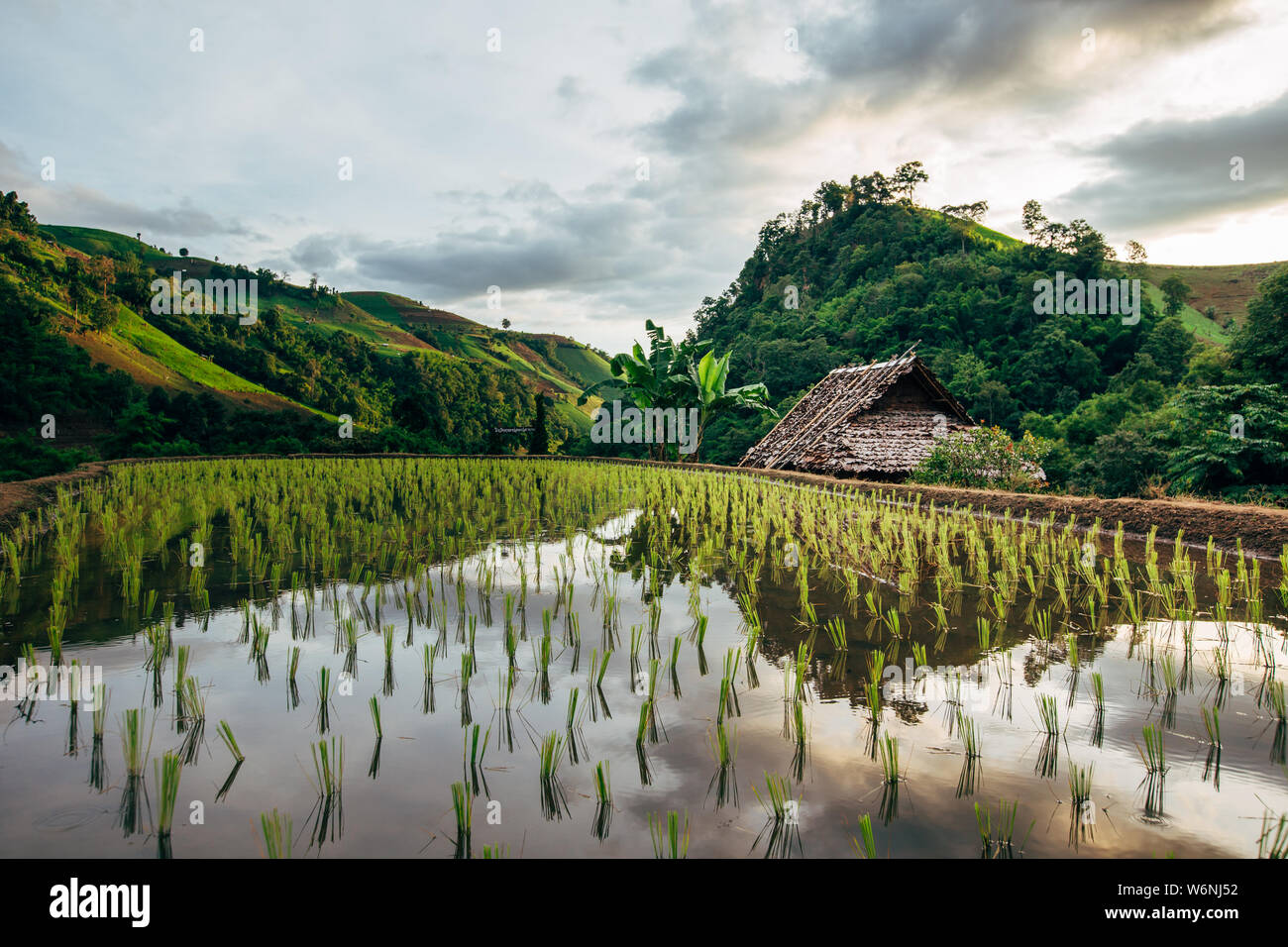 Beautiful and freshly planted rice terraces in rainy season Stock Photo ...