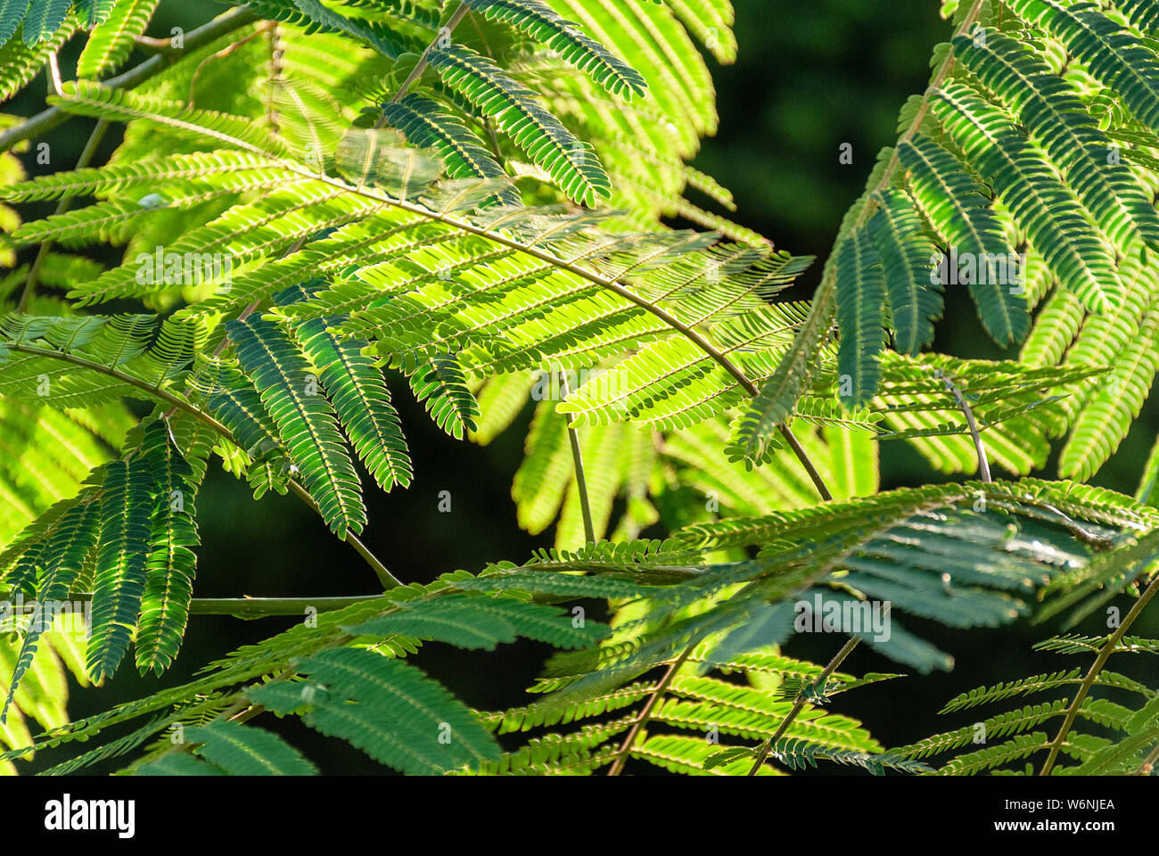 Albizia Julibrissin 'rosea' leaves at backlight sunset. Green background. Commonly known as pink silk tree is a deciduous tree or shrub with stunning Stock Photo